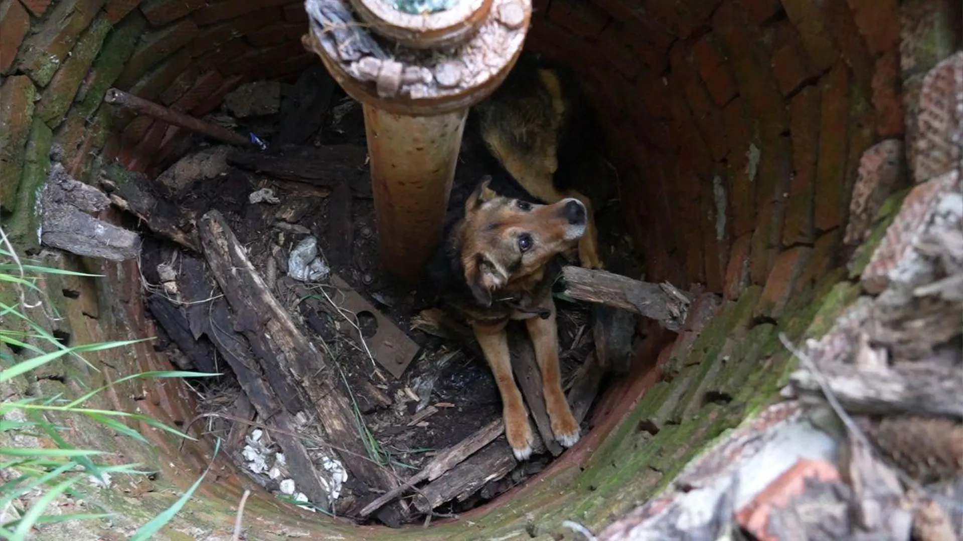 Подмосковные спасатели вытащили собаку из колодца в Сергиевом Посаде