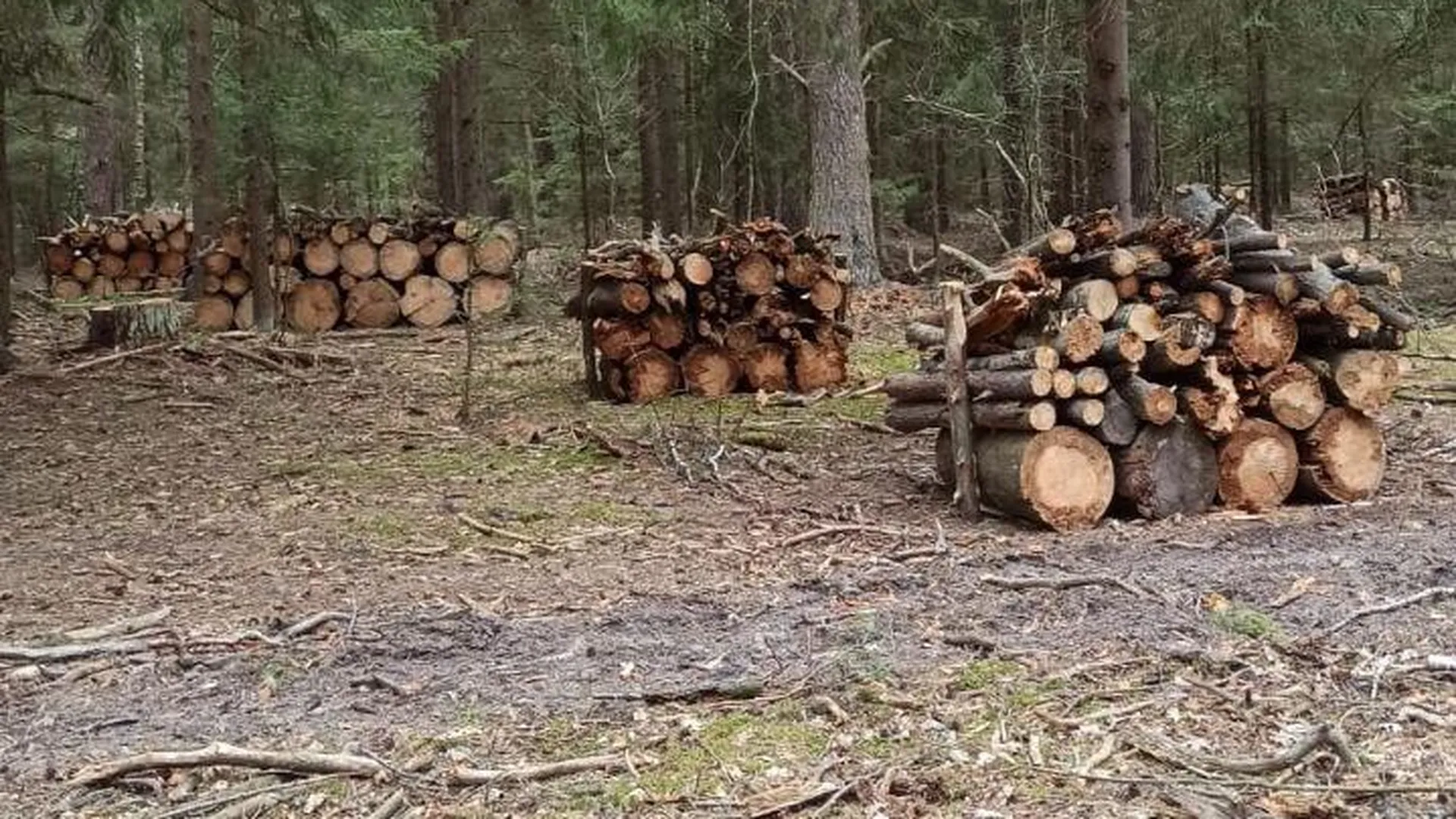 Свыше тысячи аварийных деревьев убрали в лесах Подмосковья с начала года