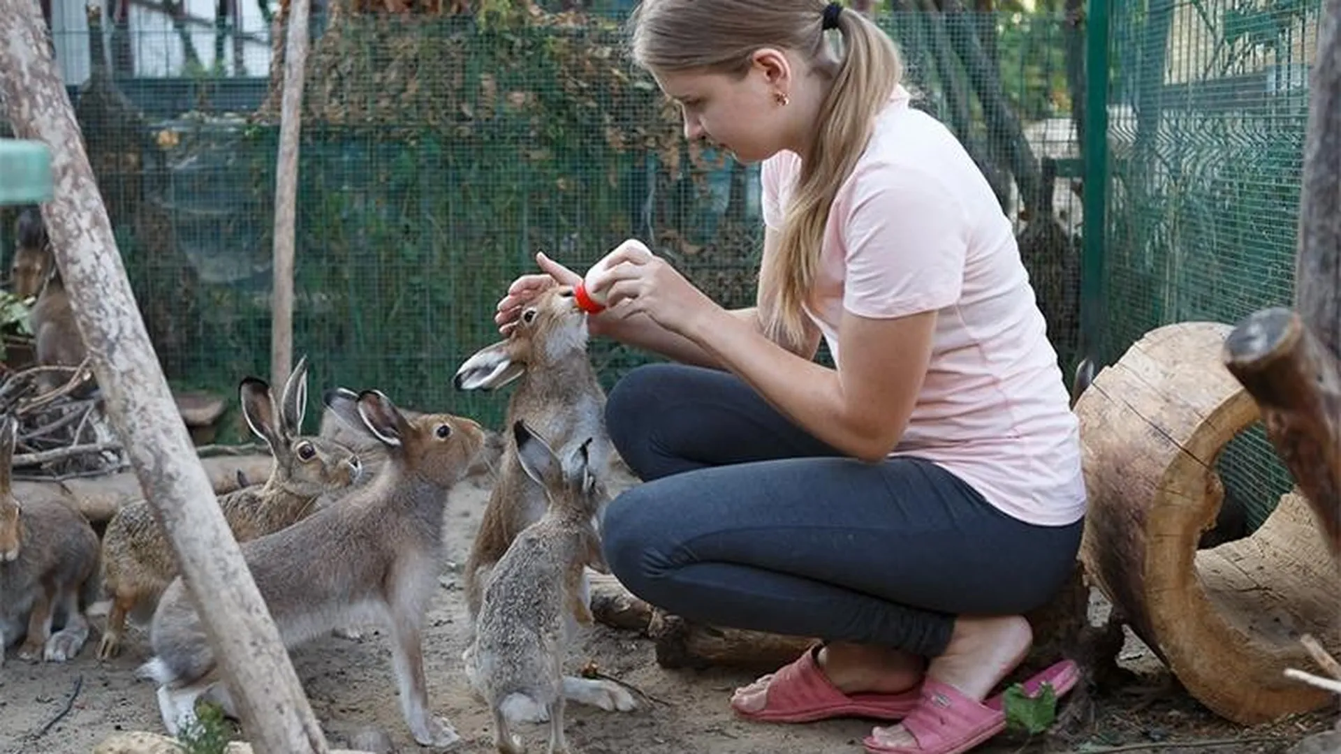 Жительница Подмосковья, любившая волков, за несколько лет спасла жизнь 80 диким зайцам 