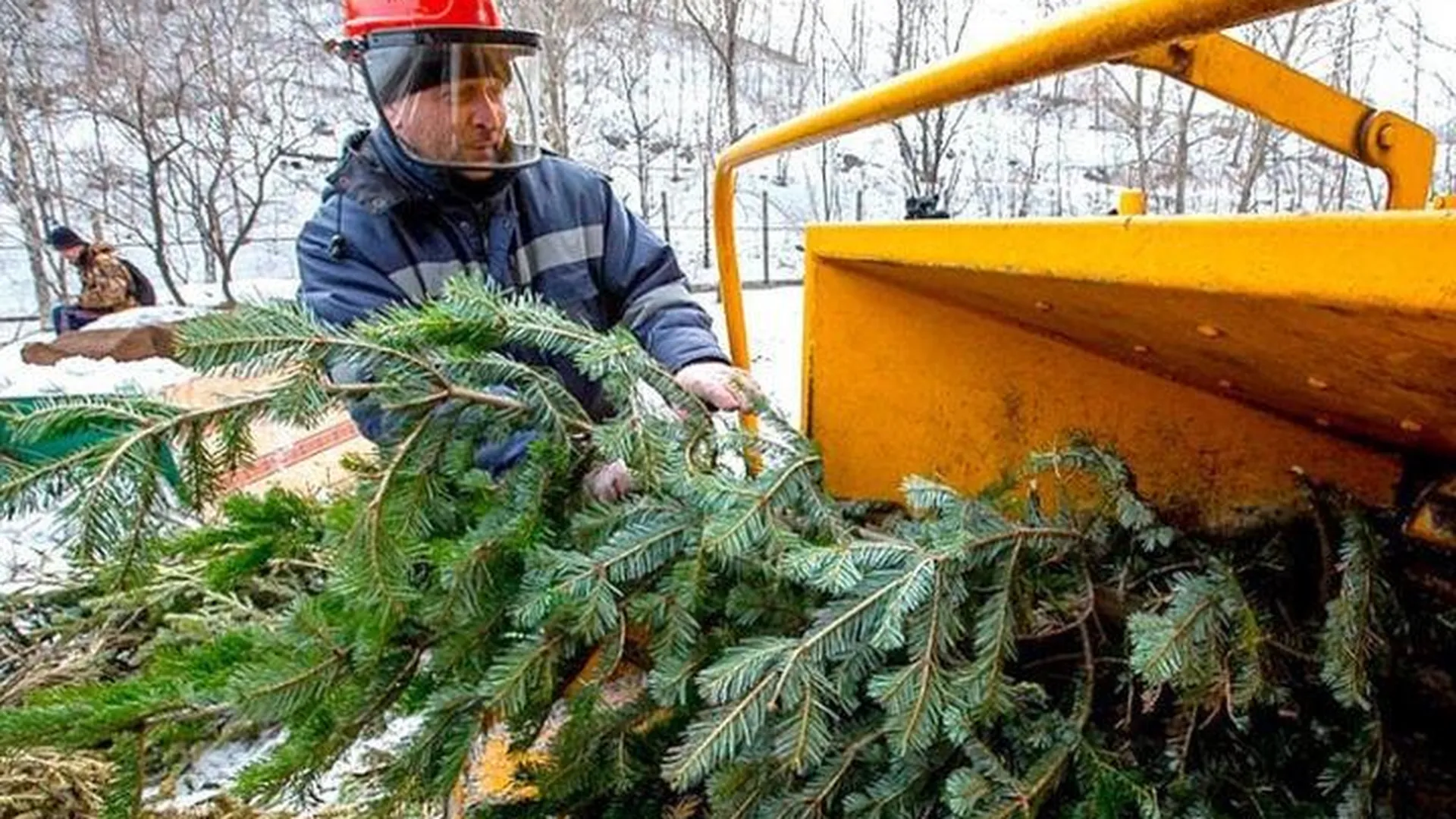 В Солнечногорском районе принимают новогодние елки