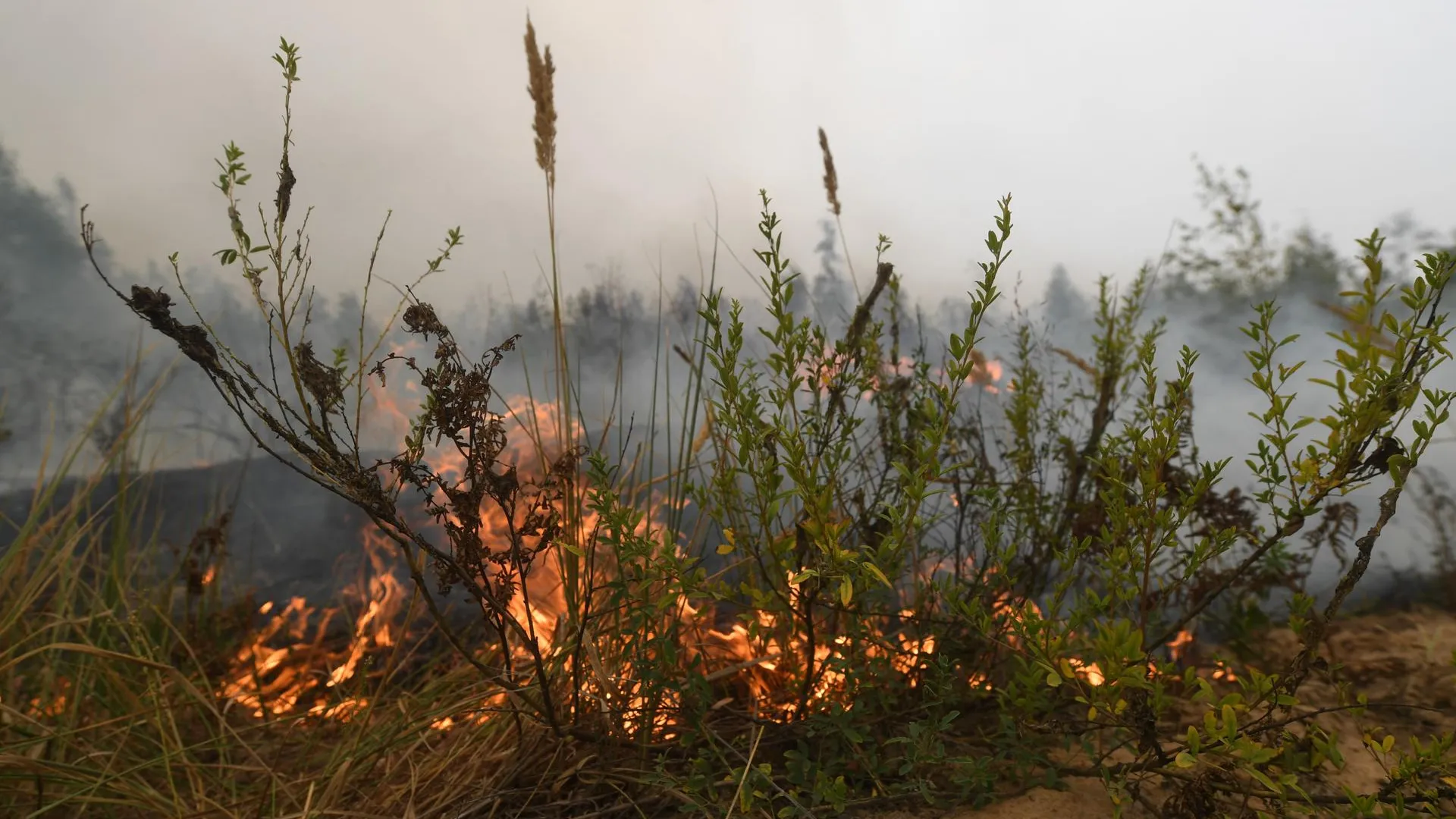 Лесной пожар в Рязанской области / Komsomolskaya Pravda
