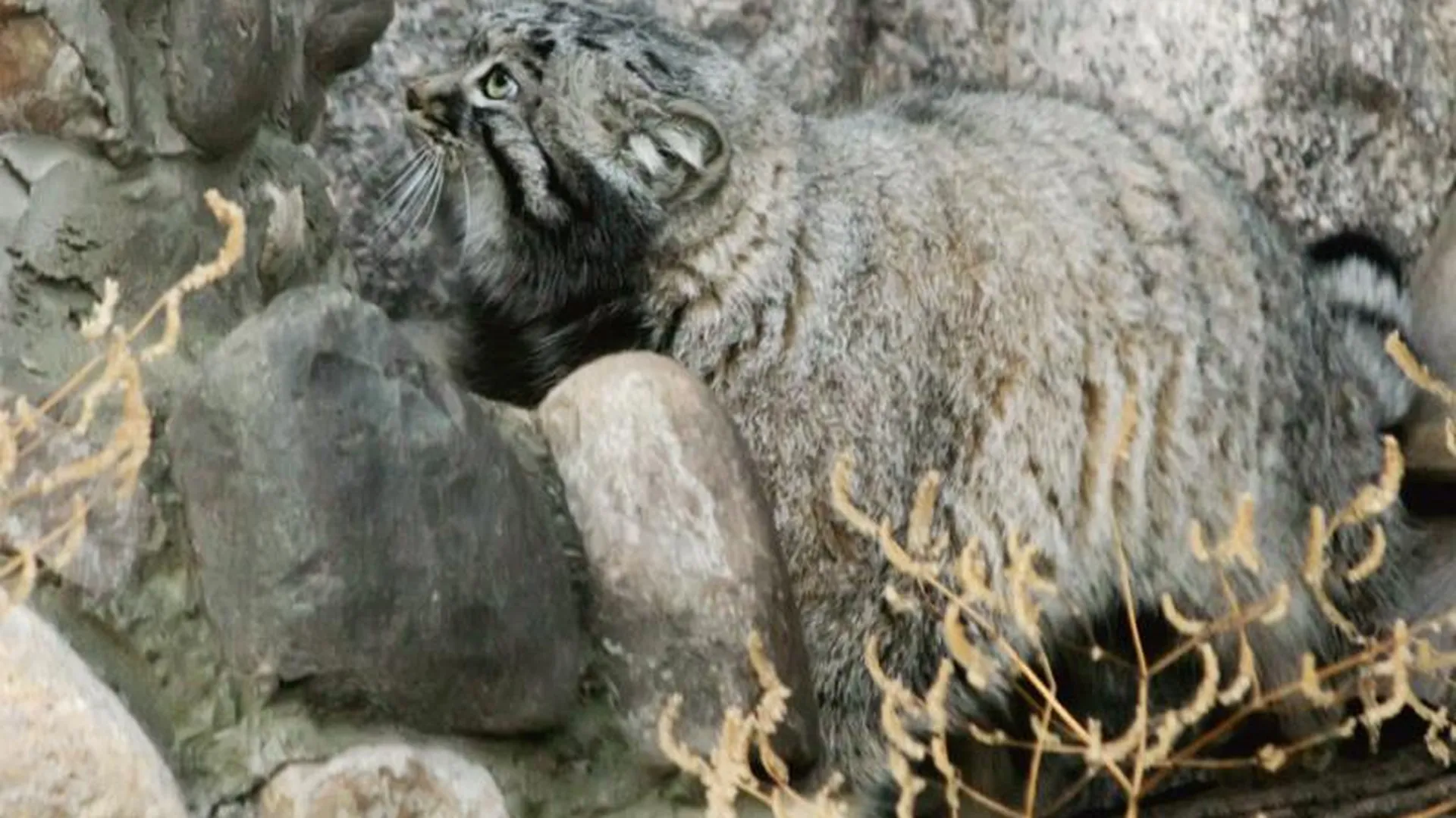 Нелюдимого манула покажут в Московском зоопарке в честь Международного дня кошек