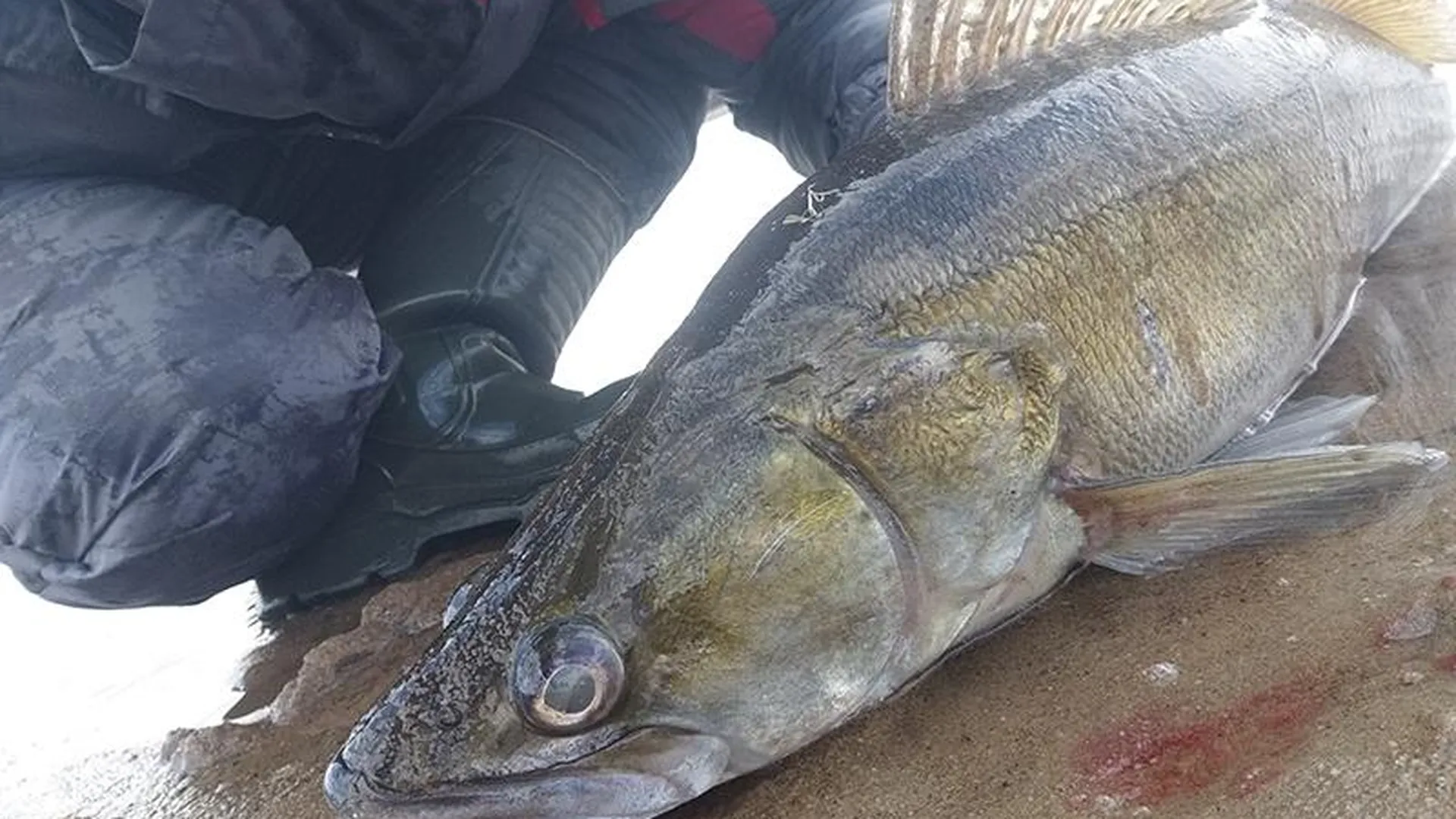 Гигантского судака поймал рыбак в Бронницах 