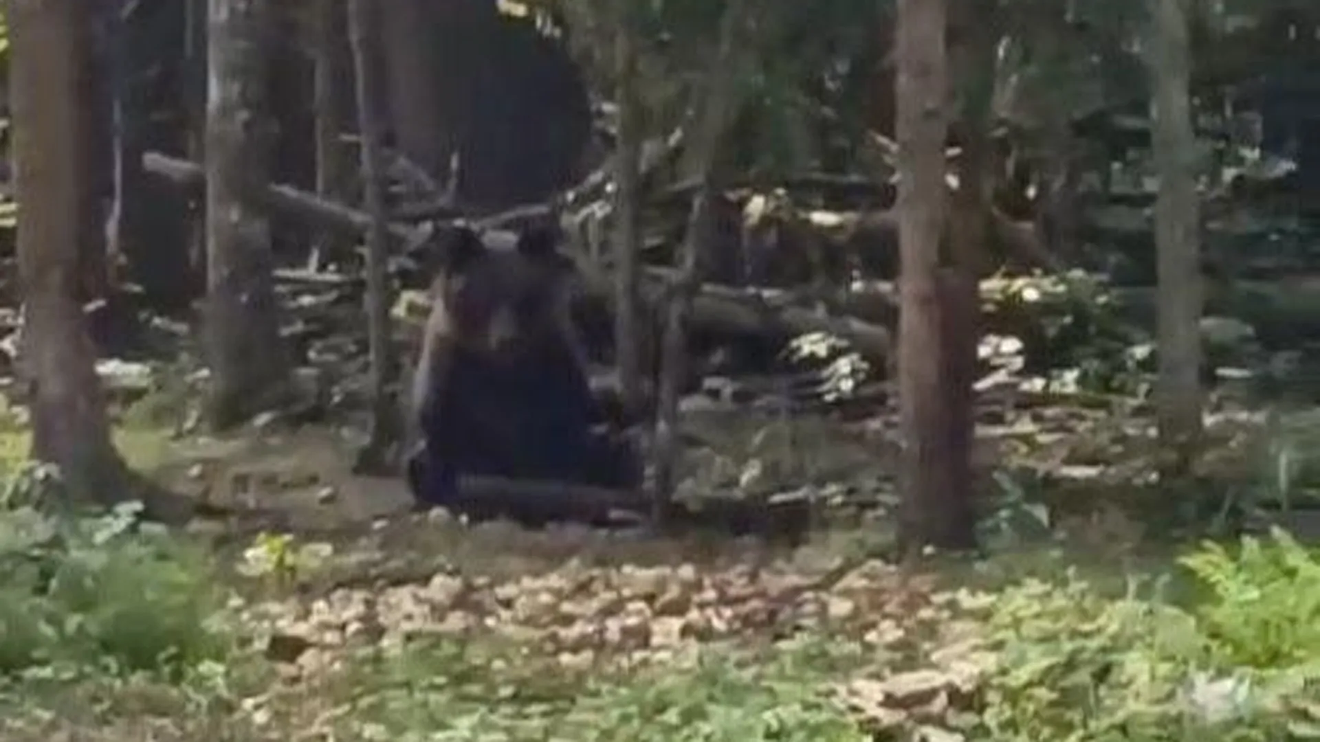 Земельные инспекторы встретили медведя в Лотошине