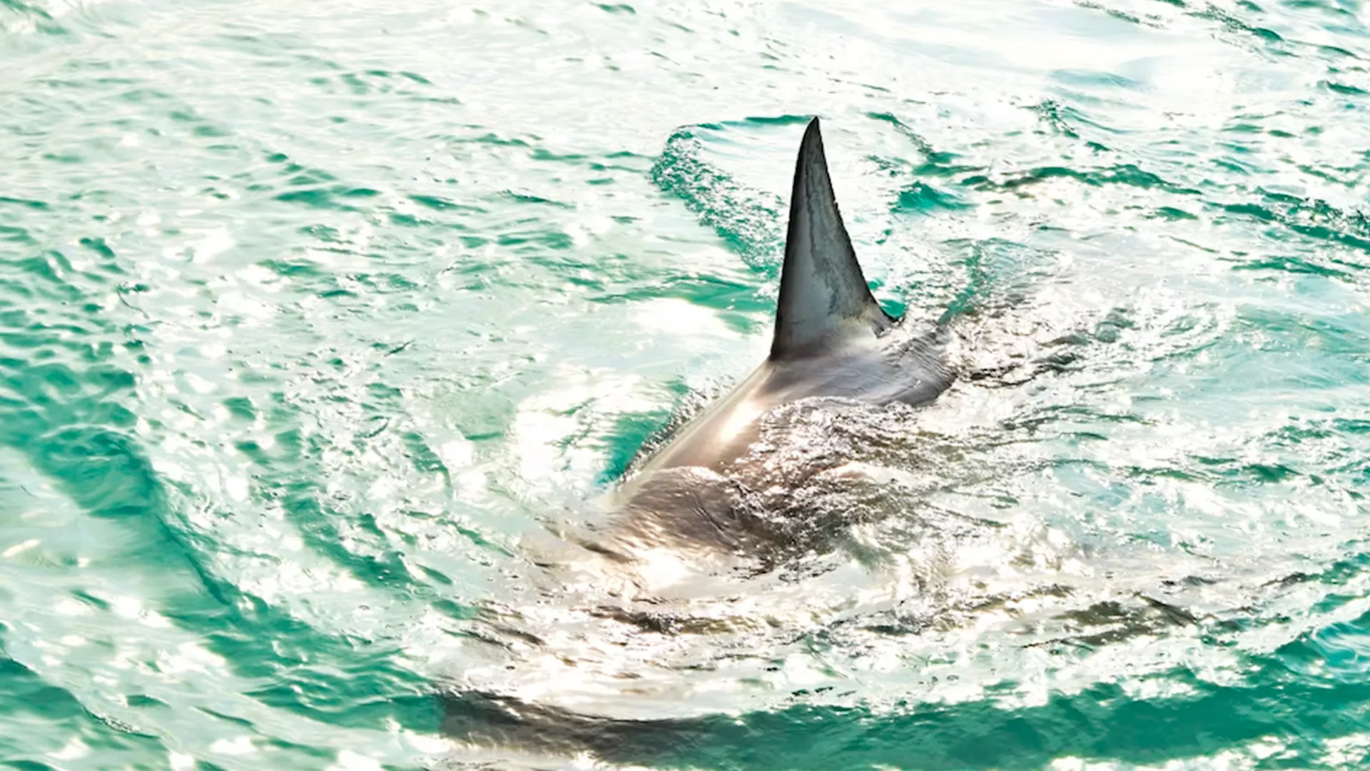 «Плюс один страх для гидрофобов»: акула убила человека рядом с египетским пляжем