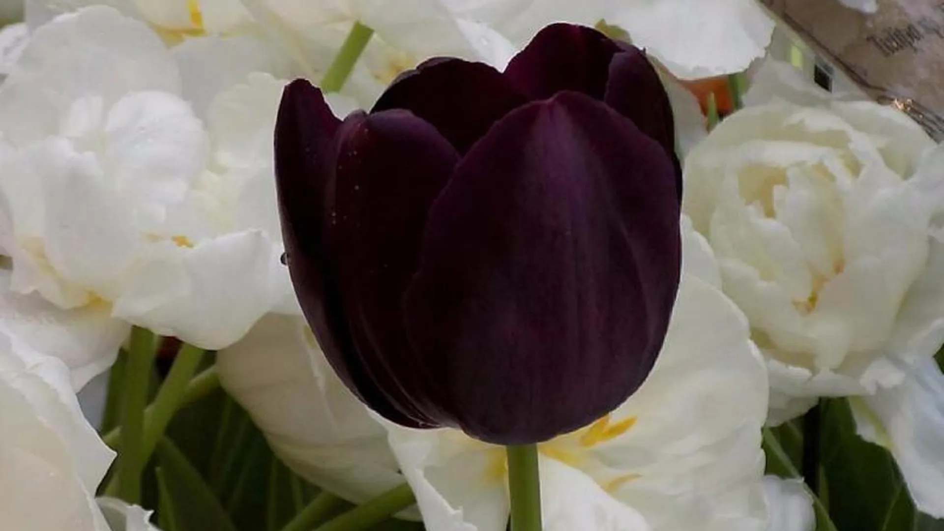 Самые готические в мире тюльпаны расцвели в «Аптекарском огороде»