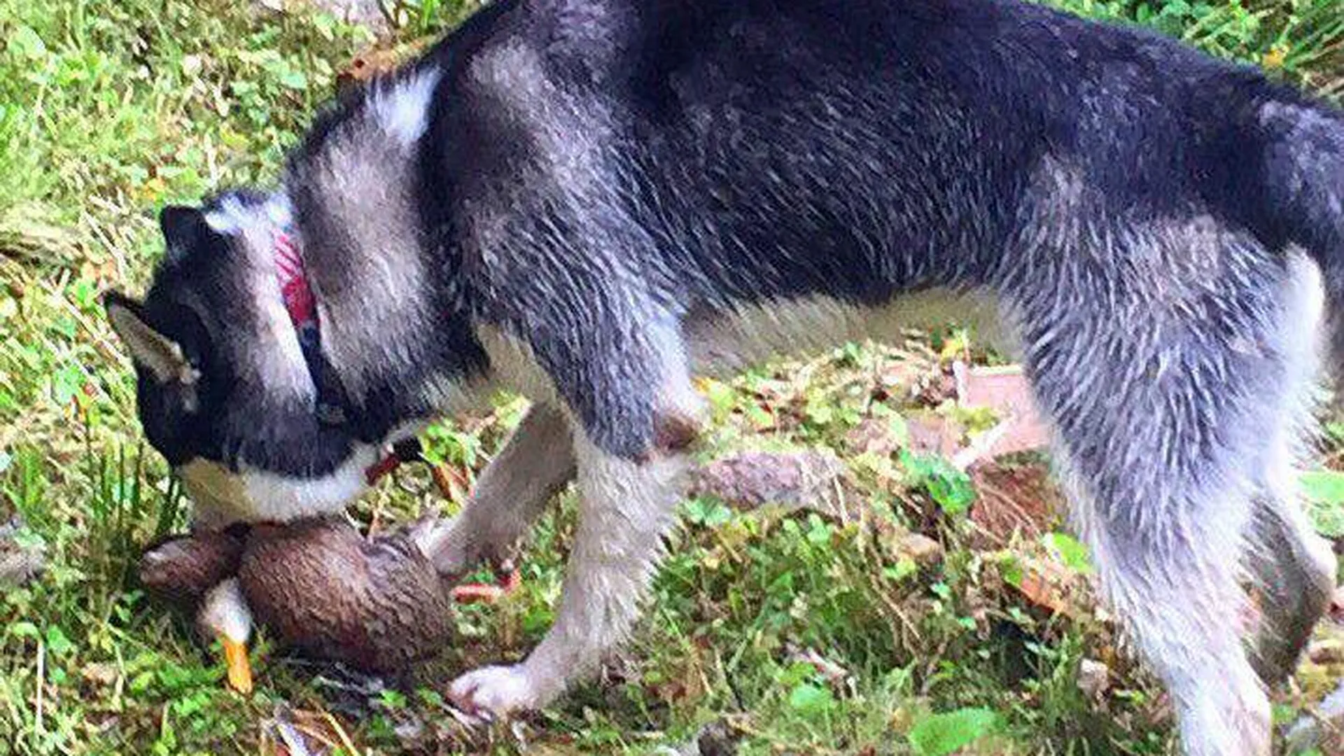 В Южном Бутово домашняя собака загрызла дикую утку на глазах у прохожих 