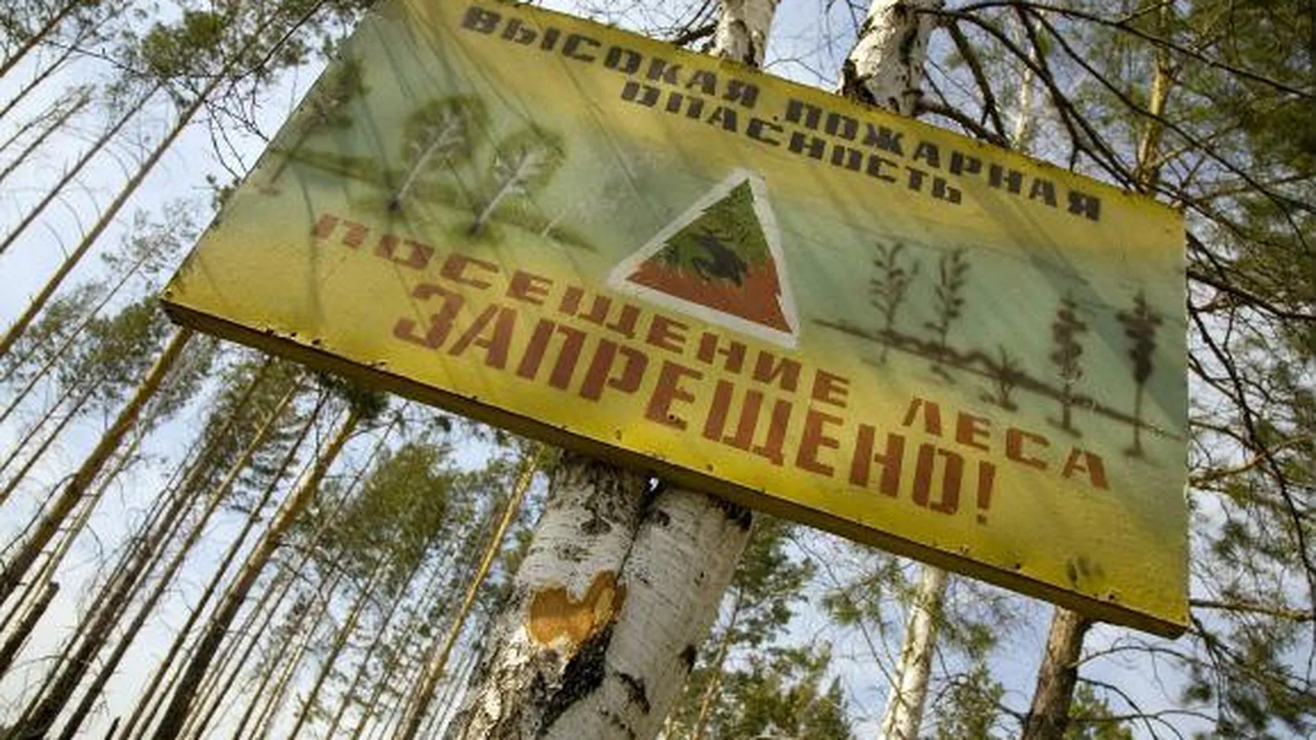 Запрет на посещение лесов в области может быть введен 1 мая