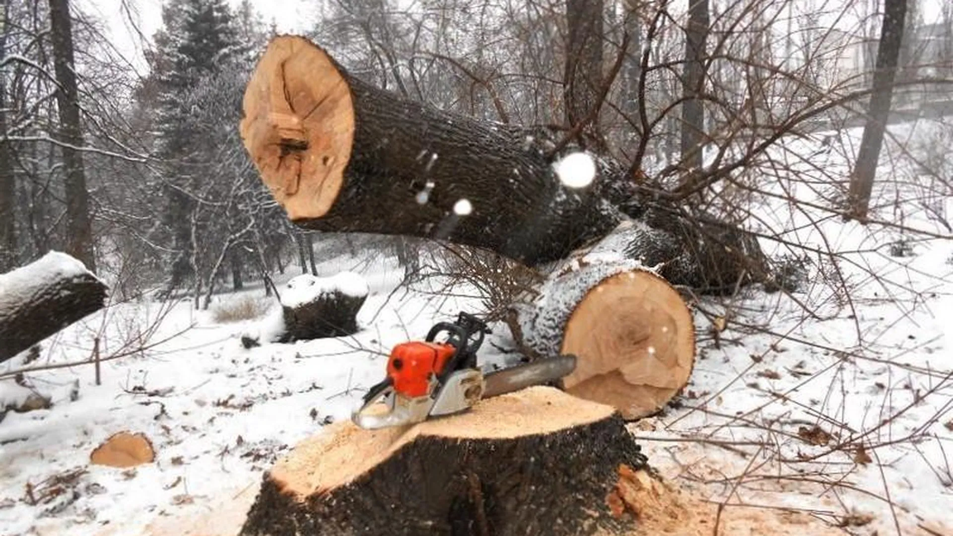 Более трехсот аварийных деревьев убрали в лесах Подмосковья с начала года