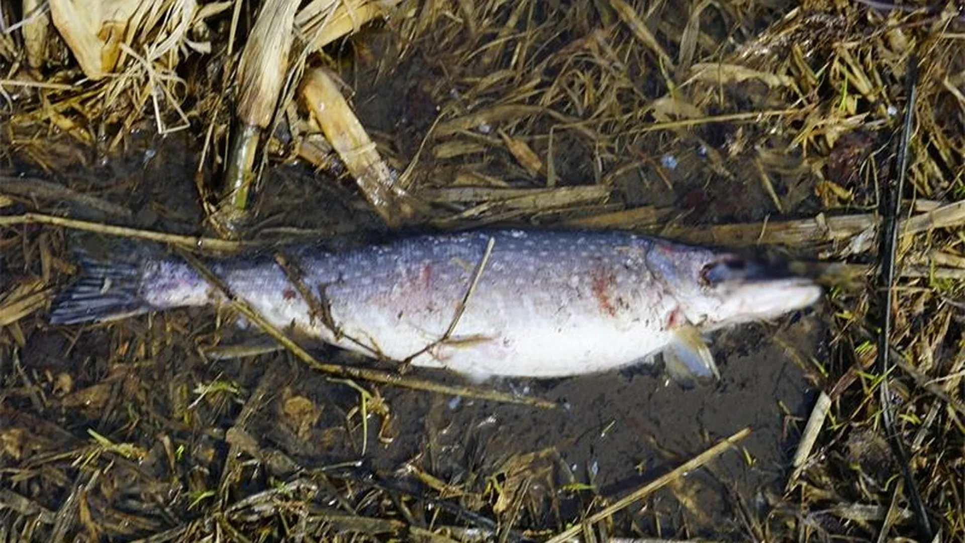 Рыбаки обнаружили мертвых рыб в Клязьме