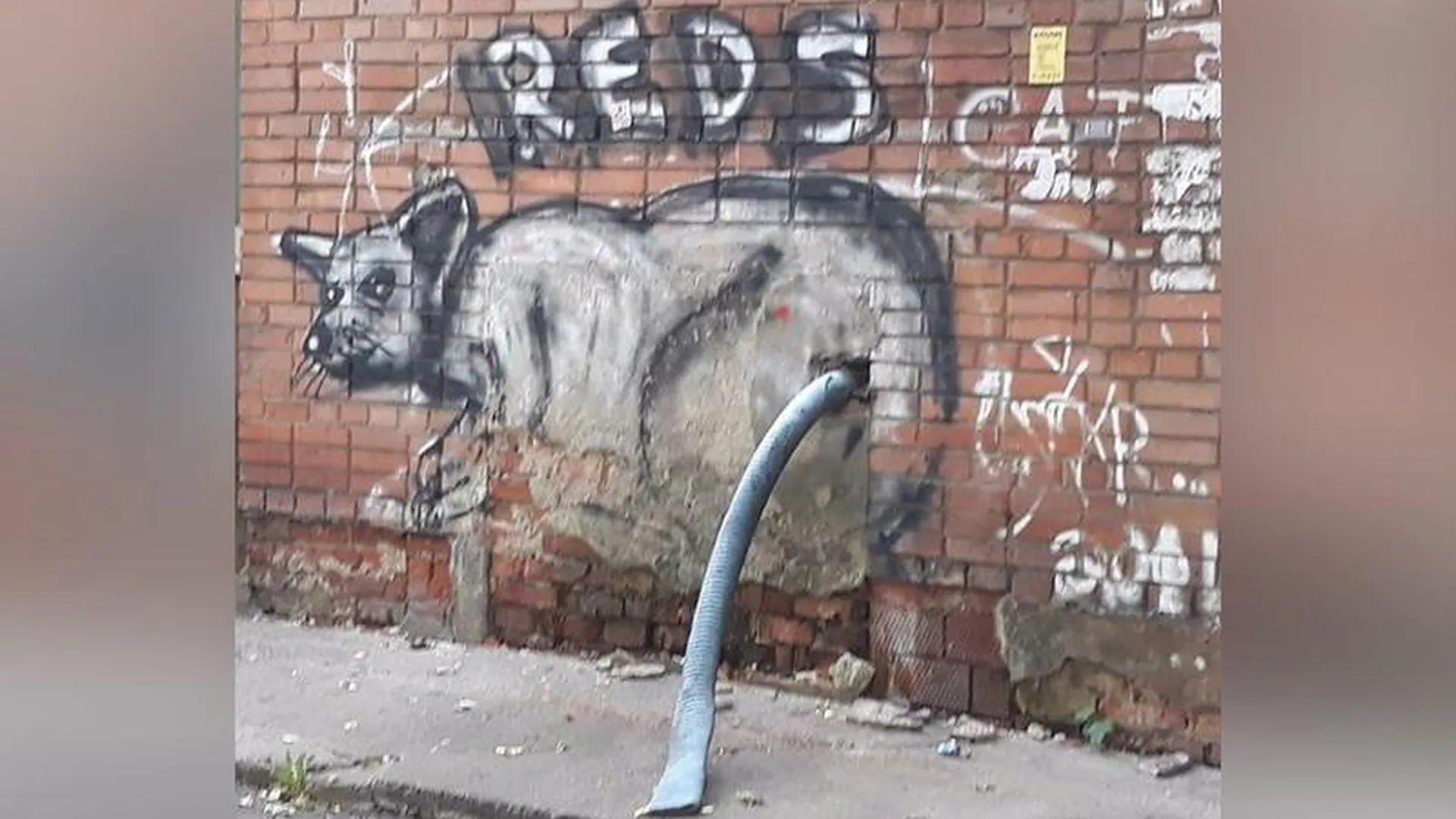 Жители Видного потеряли любимую граффити-крысу 