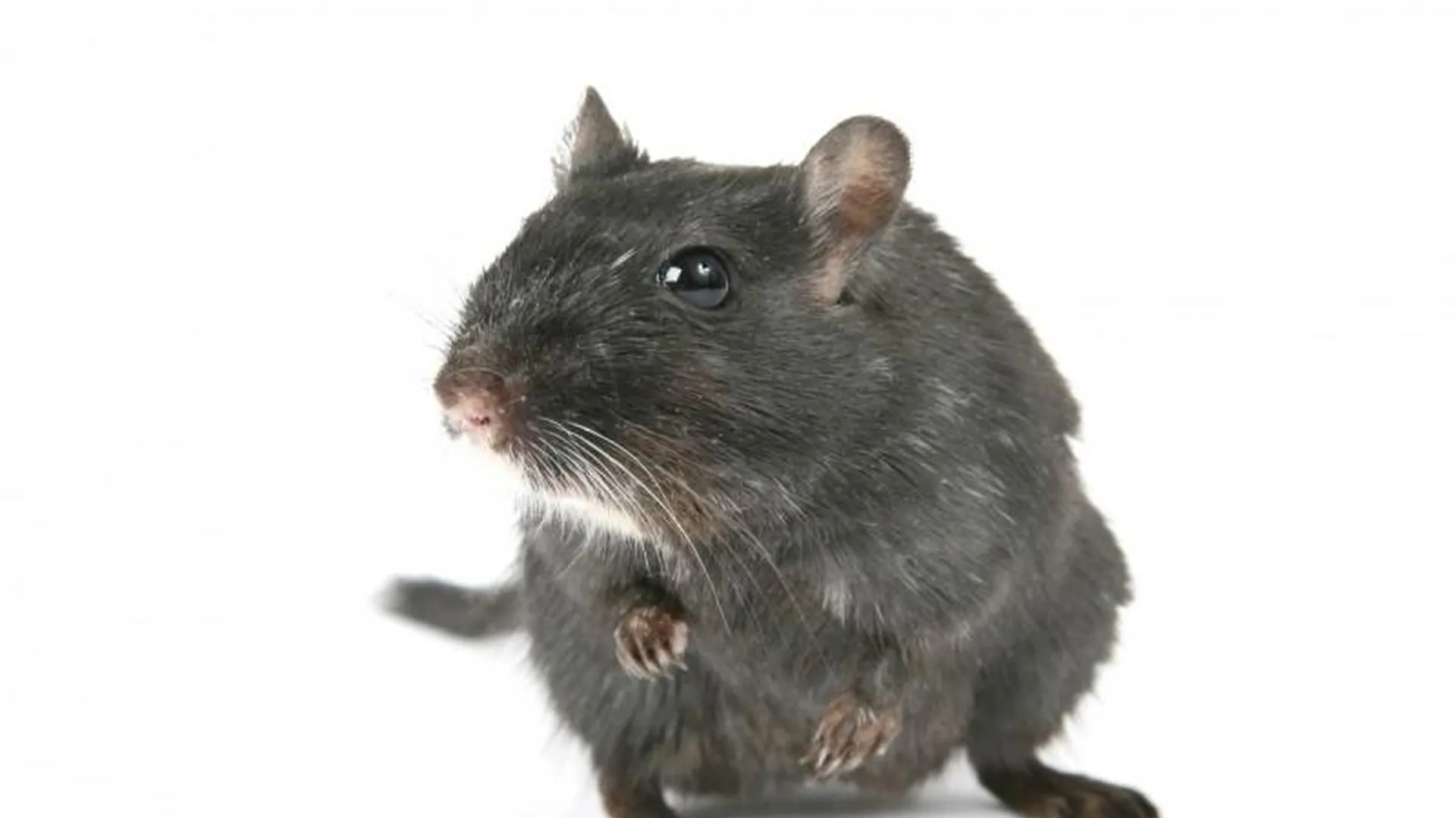 Крысы держат в страхе жителей ВНИИССОК 