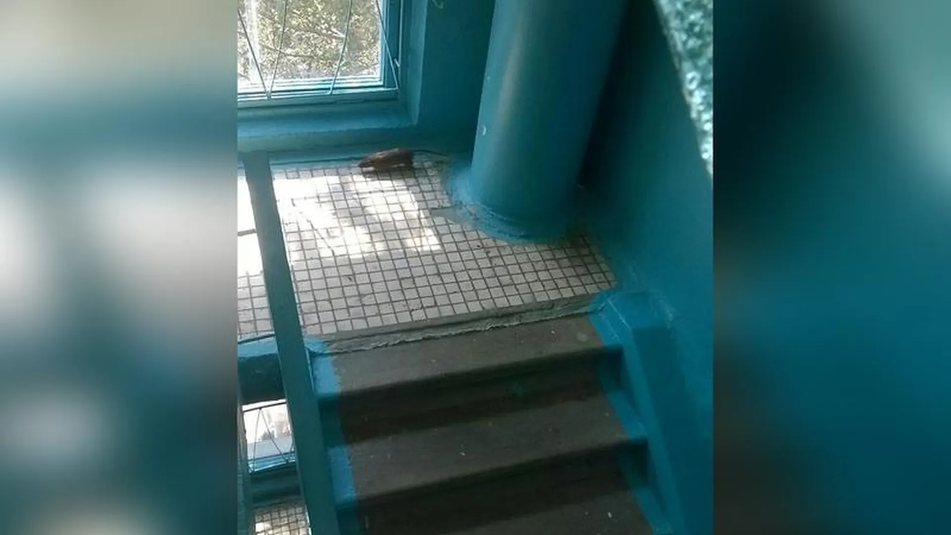 Жирные крысы хозяйничают в подъезде дома в Сергиевом Посаде