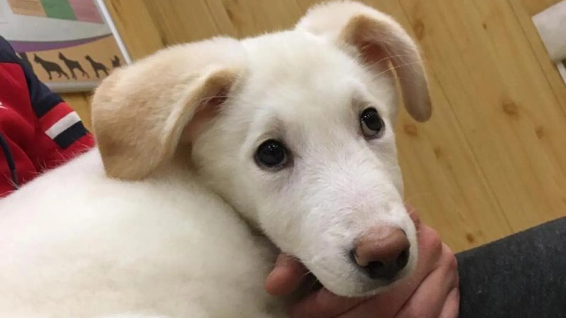 Волонтеры спасли щенка от живодеров в Ивантеевке 