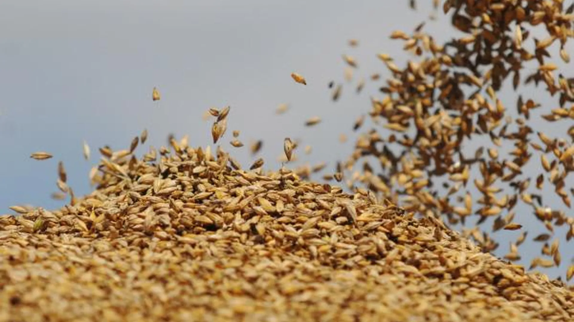 Московская область планирует собрать около 227 тыс тонн зерна