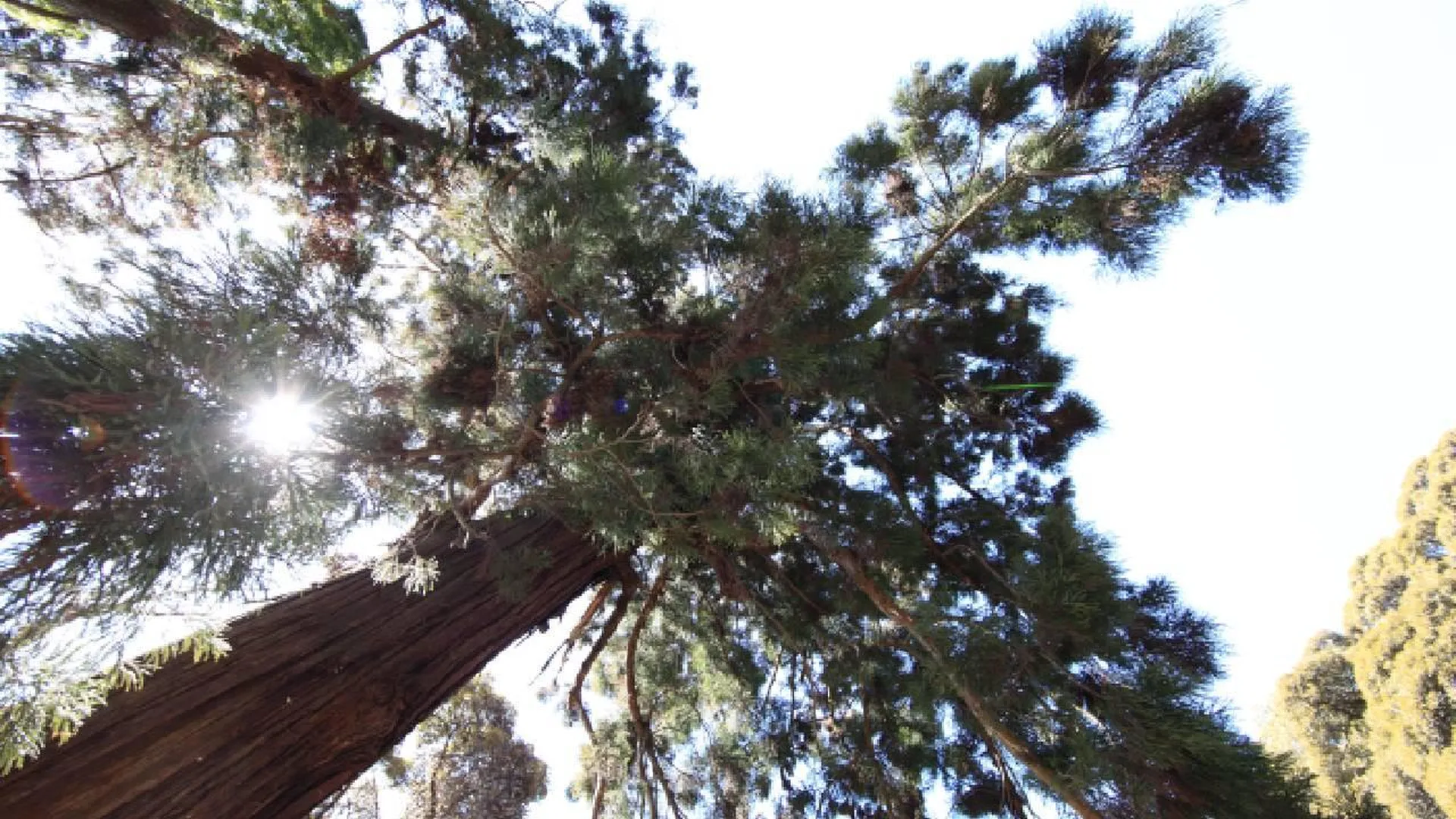 Старинный кедр из Кузбасса стал участником конкурса «Российское дерево года-2024»