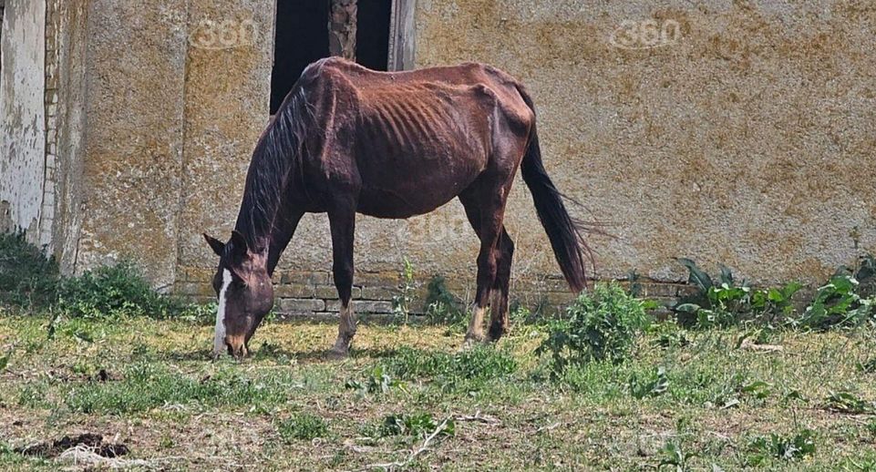 РЕН ТВ: лошади на ПКЗ «Ставропольский» погибли из-за нехватки кормов