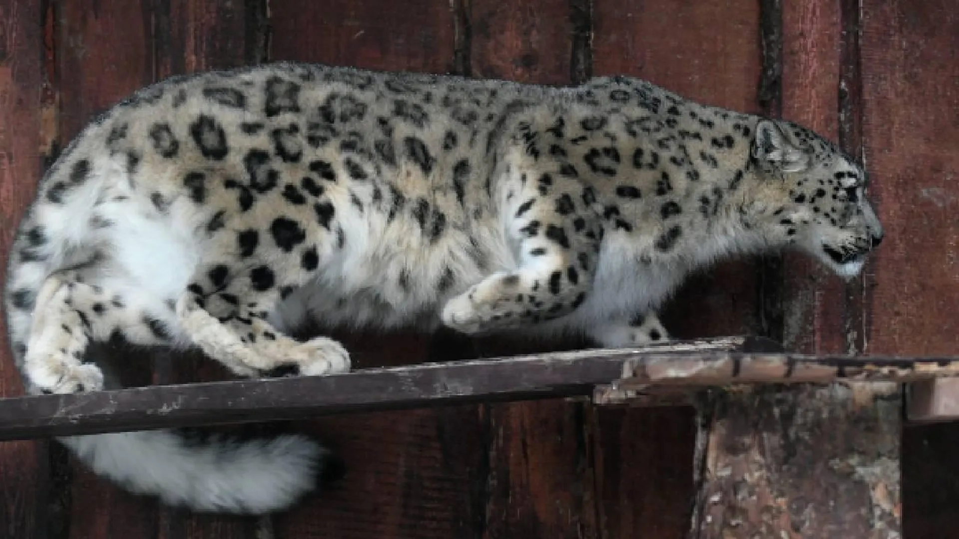 Парк «Земля леопарда»: у жителей России есть шанс дать имя найденному маленькому хищнику