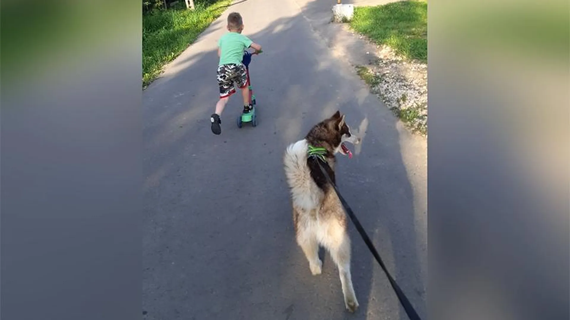 Жительница Красногорска пытается вернуть свою собаку, которую нашли прохожие