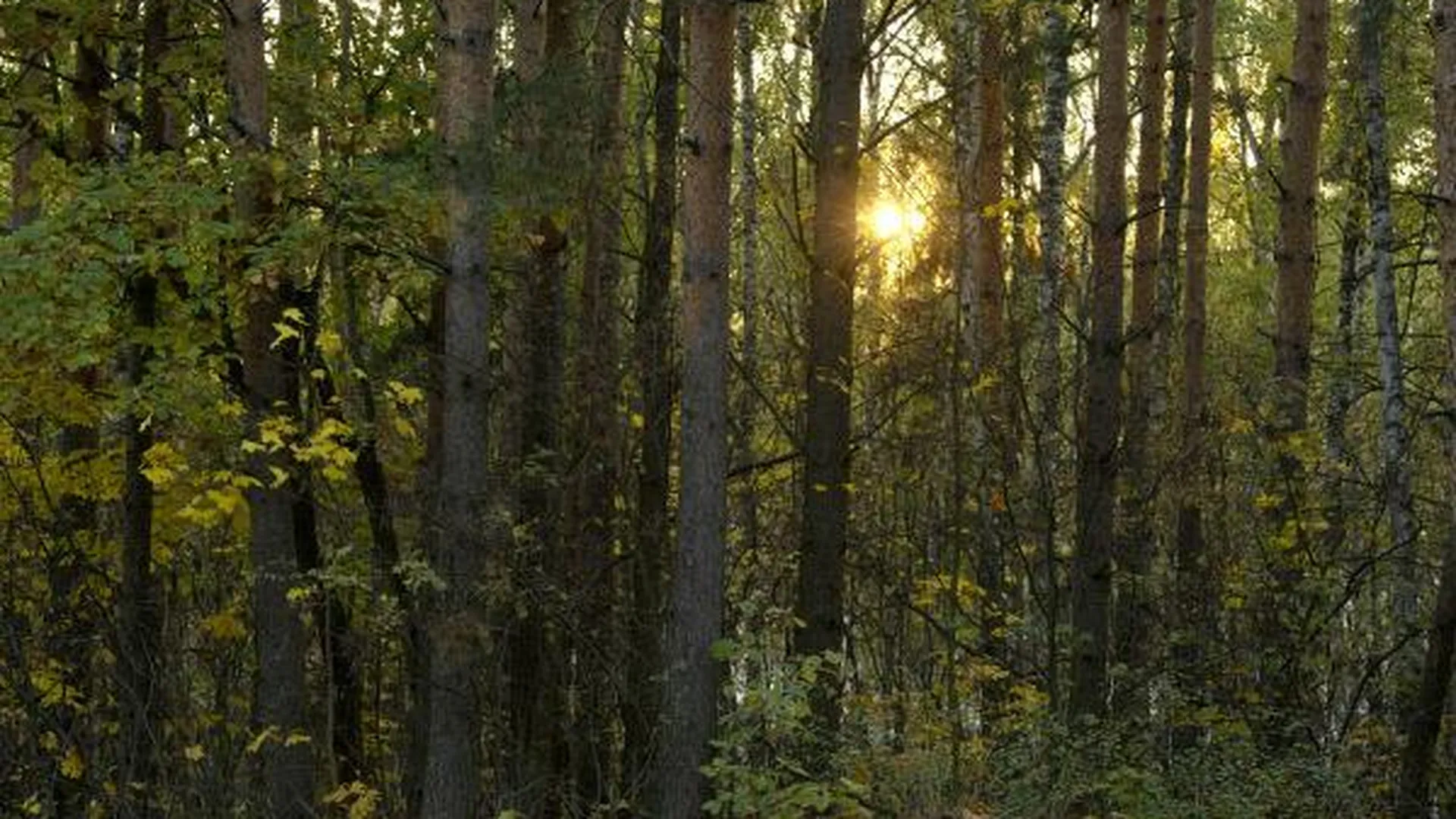 В Селятинском лесу каждый месяц будут проходить субботники