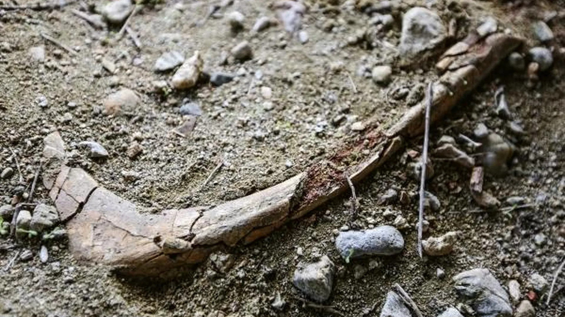 В Кузбассе обнаружены останки динозавров