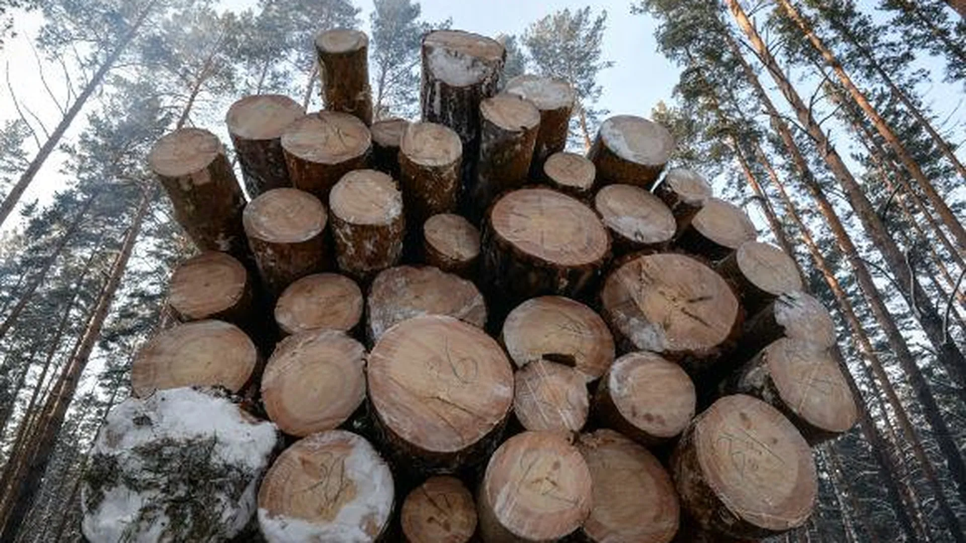 Подозреваемые в незаконной рубке леса задержаны в Шатурском районе