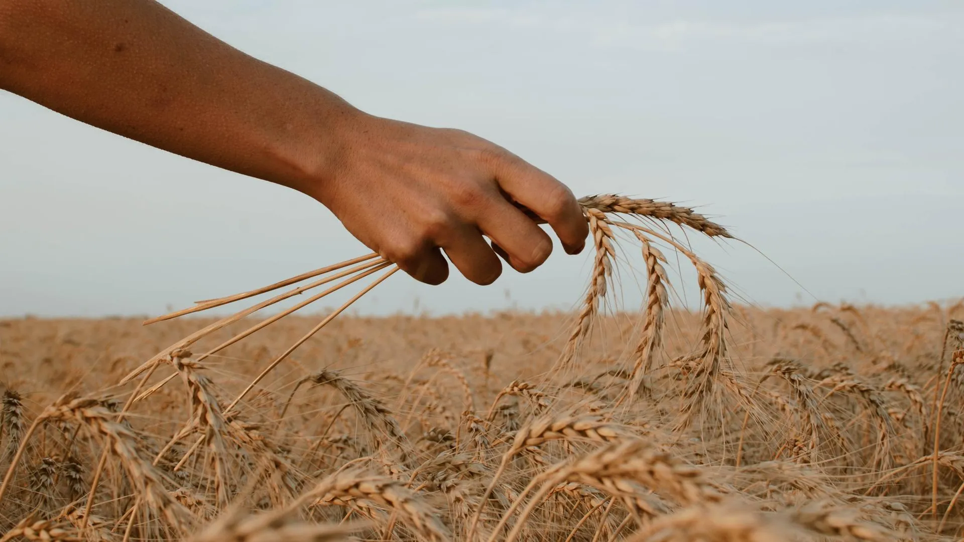 МИД указал на обязательность выполнения условий РФ для возобновления зерновой сделки