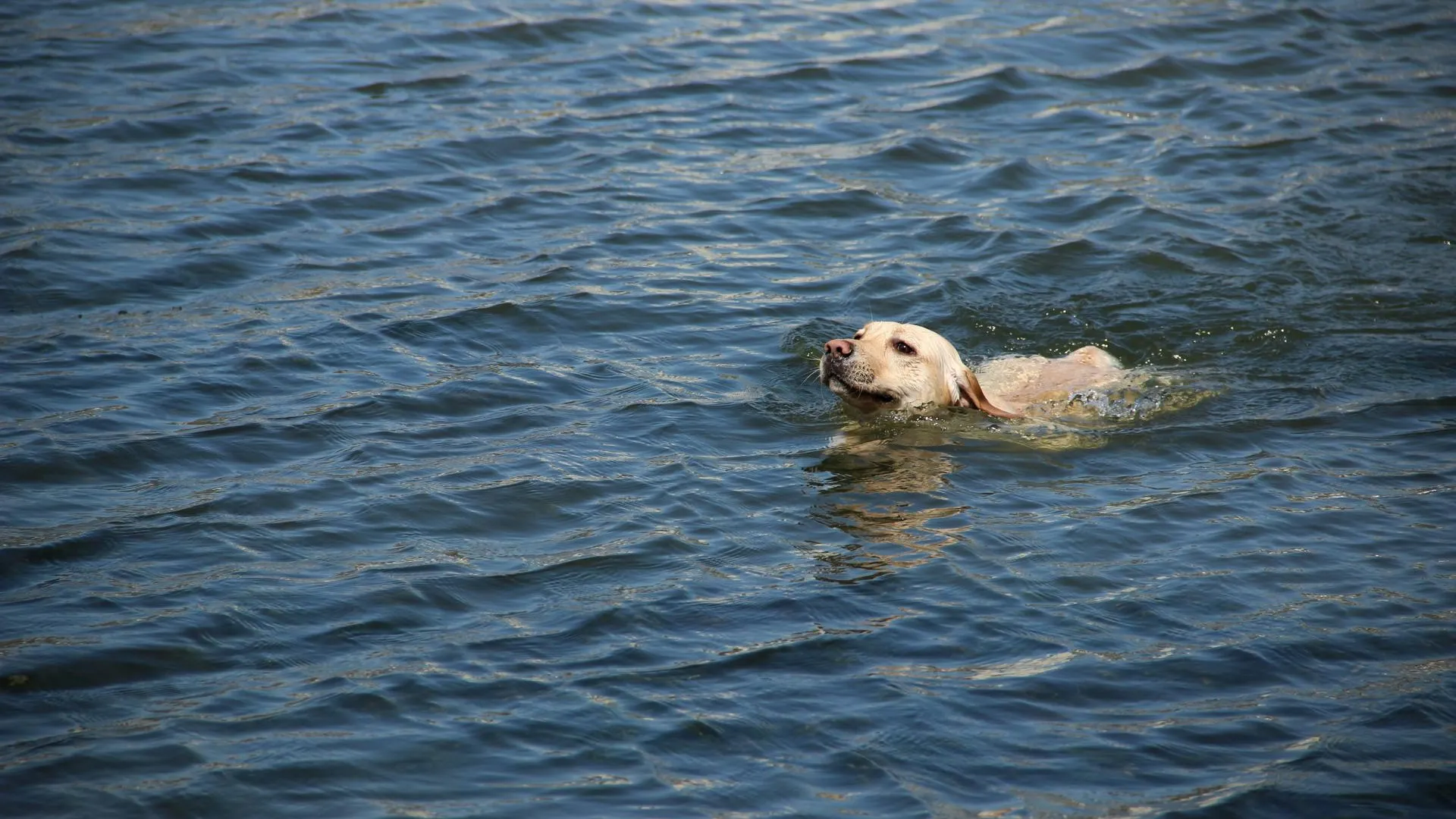 Упавшую в реку собаку спасли в Москве