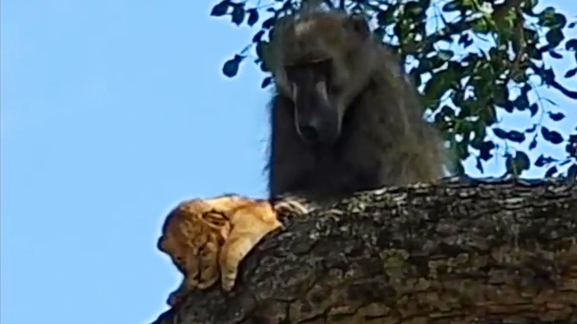 Бабуина со львенком в лапах заметили в Африке. Кадр похож на сцену из «Короля Льва», но все не так радужно