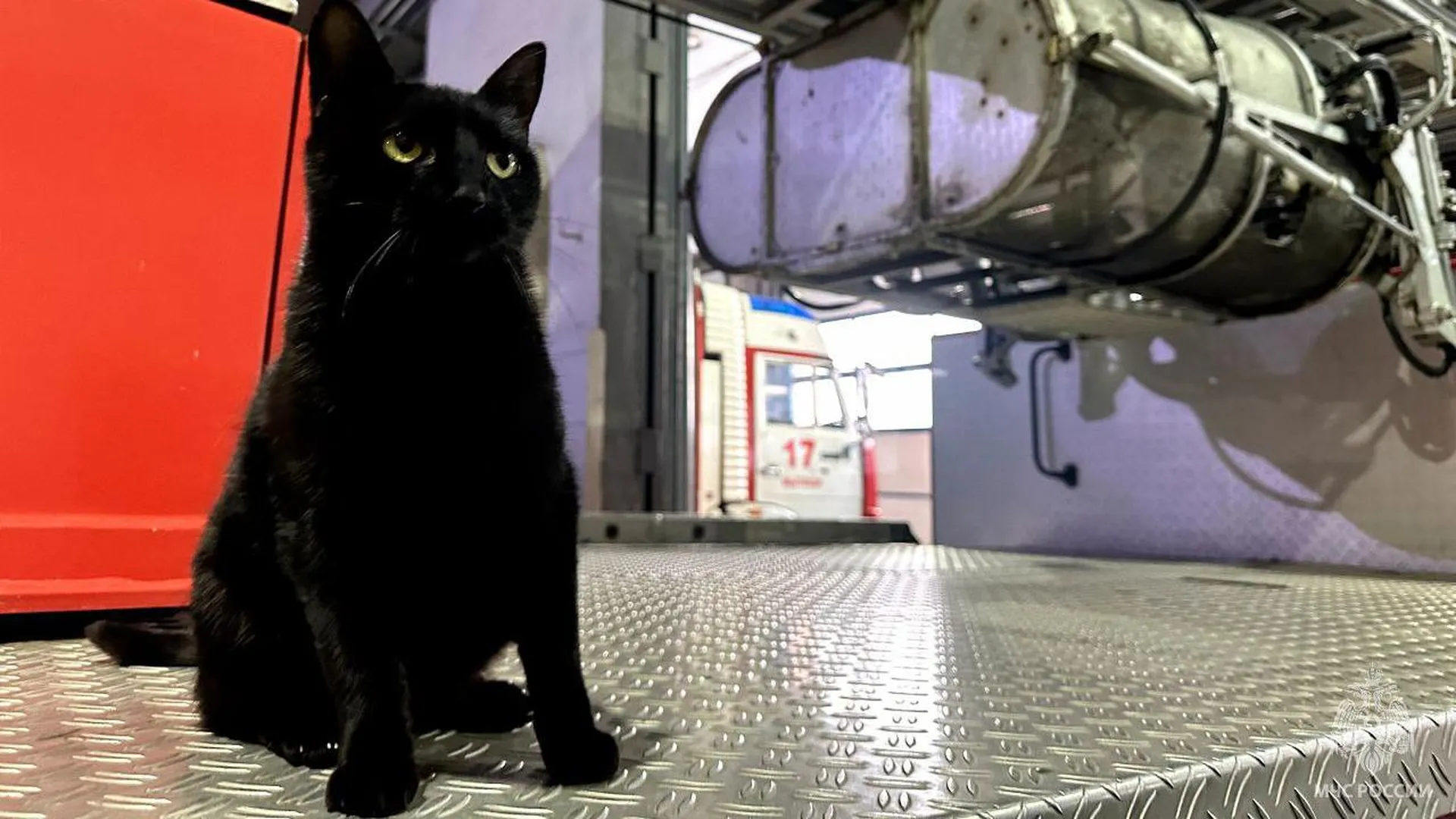 Проверяет спасателей по ночам: черная кошка-погорелец стала талисманом пожарных в Мытищах