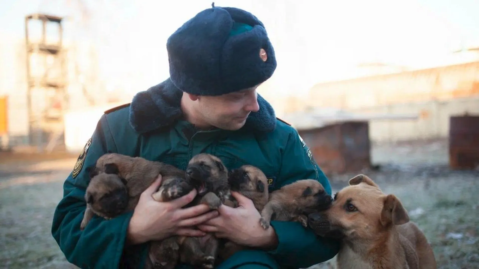 Шестерых щенков и их маму спасли пожарные из Долгопрудного