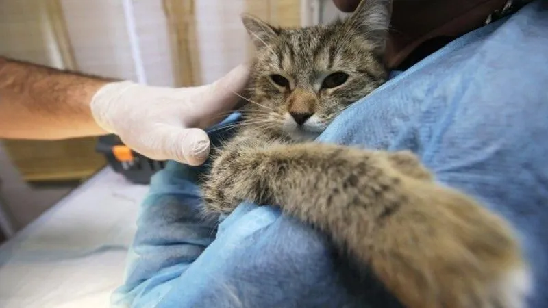 Подмосковные ветеринары и волонтеры спасли еще 20 кошек, оставшихся без хозяев