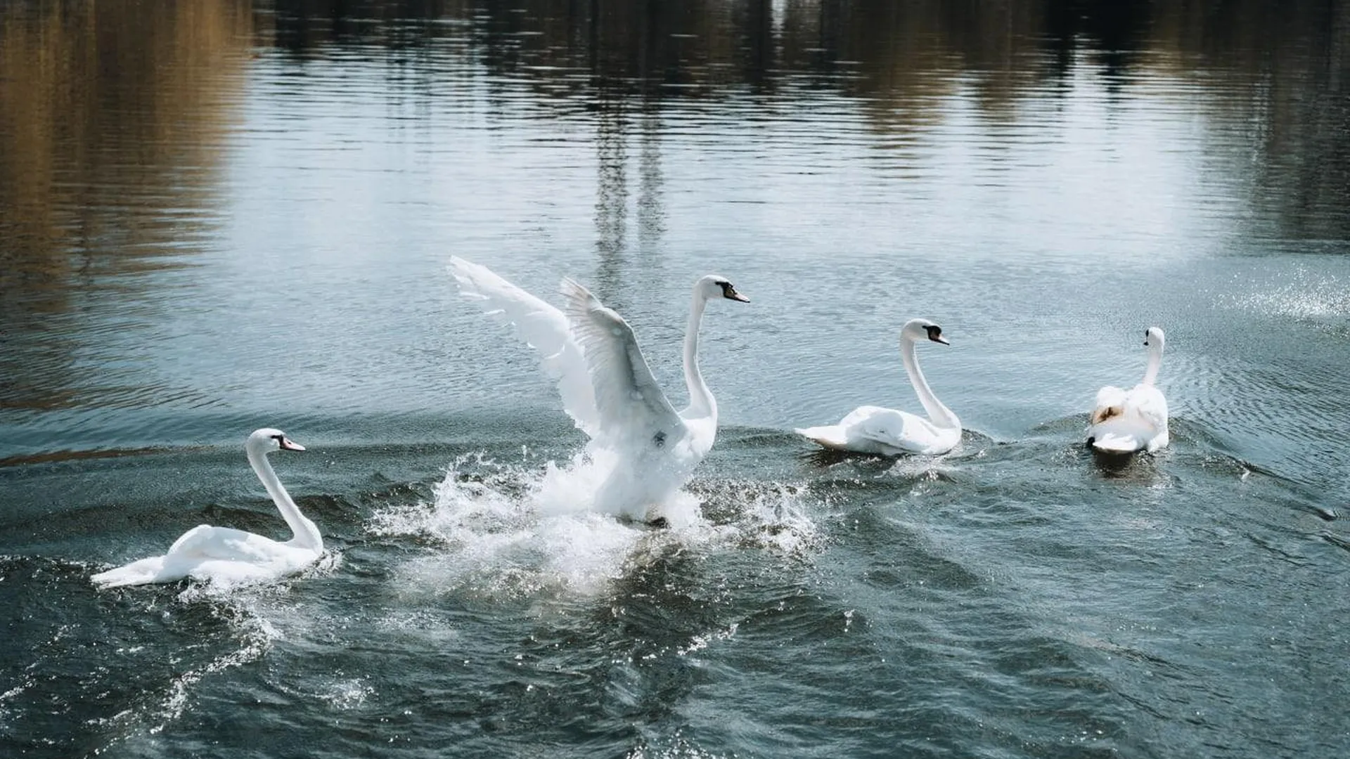 Лебеди вернулись на пруд Московского НПЗ в Капотне после зимовки