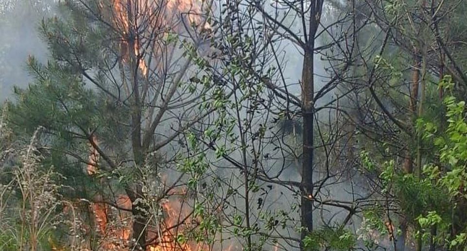 Три лесных пожара потушили в Балашихе 16 мая