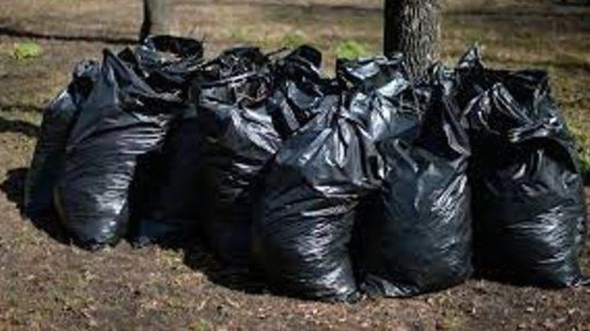 Волонтеры «Зеленого десанта» собрали мусор в усадьбе «Демьяново» в Клину
