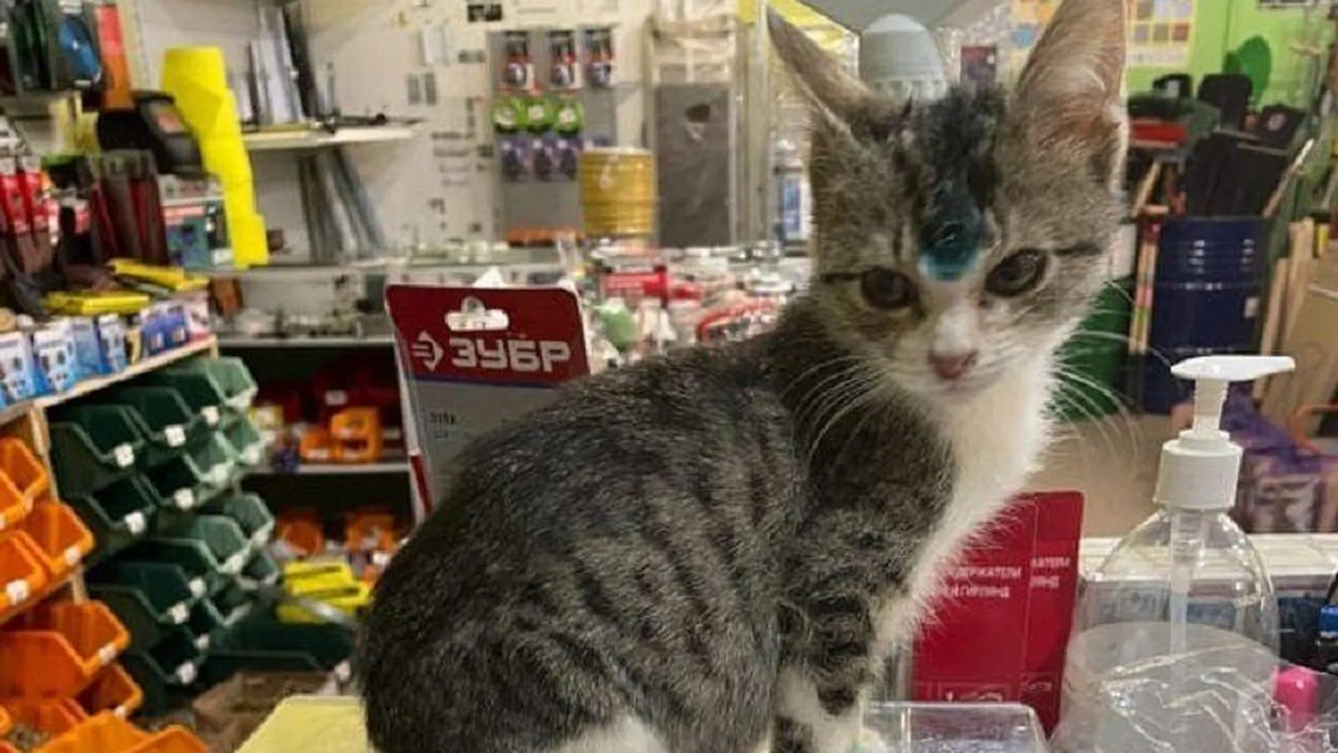 Жительница пожаловалась на ветврачей в Пущино, которые не прияли котенка без справки о прививке