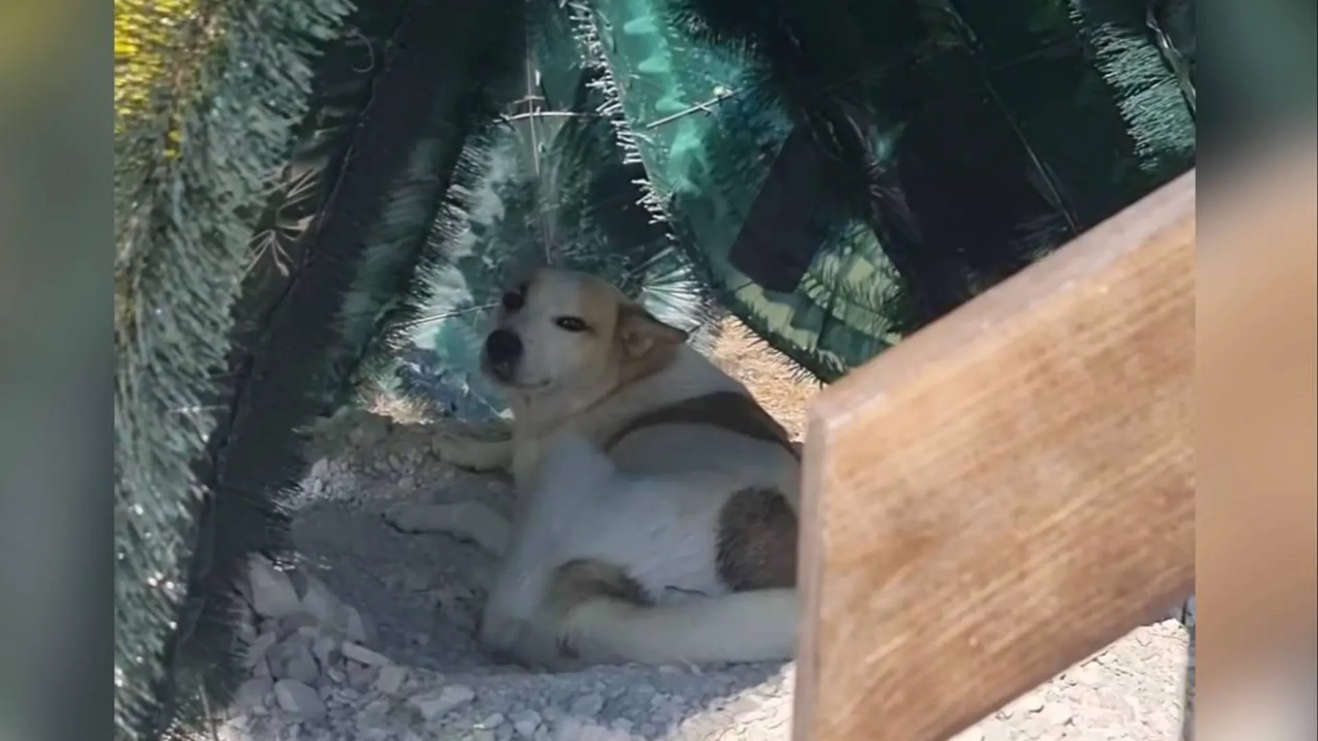 «Может, тут ее хозяин»: в Крыму обнаружили собаку, живущую на могиле