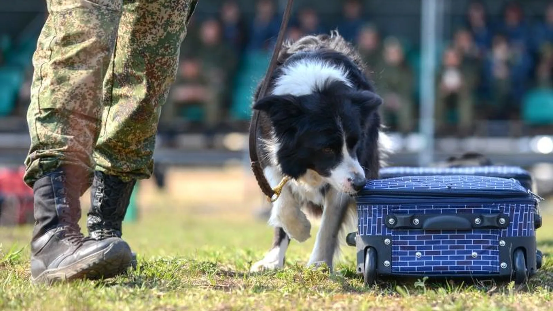 Найти за 90 секунд: как работают служебные собаки 