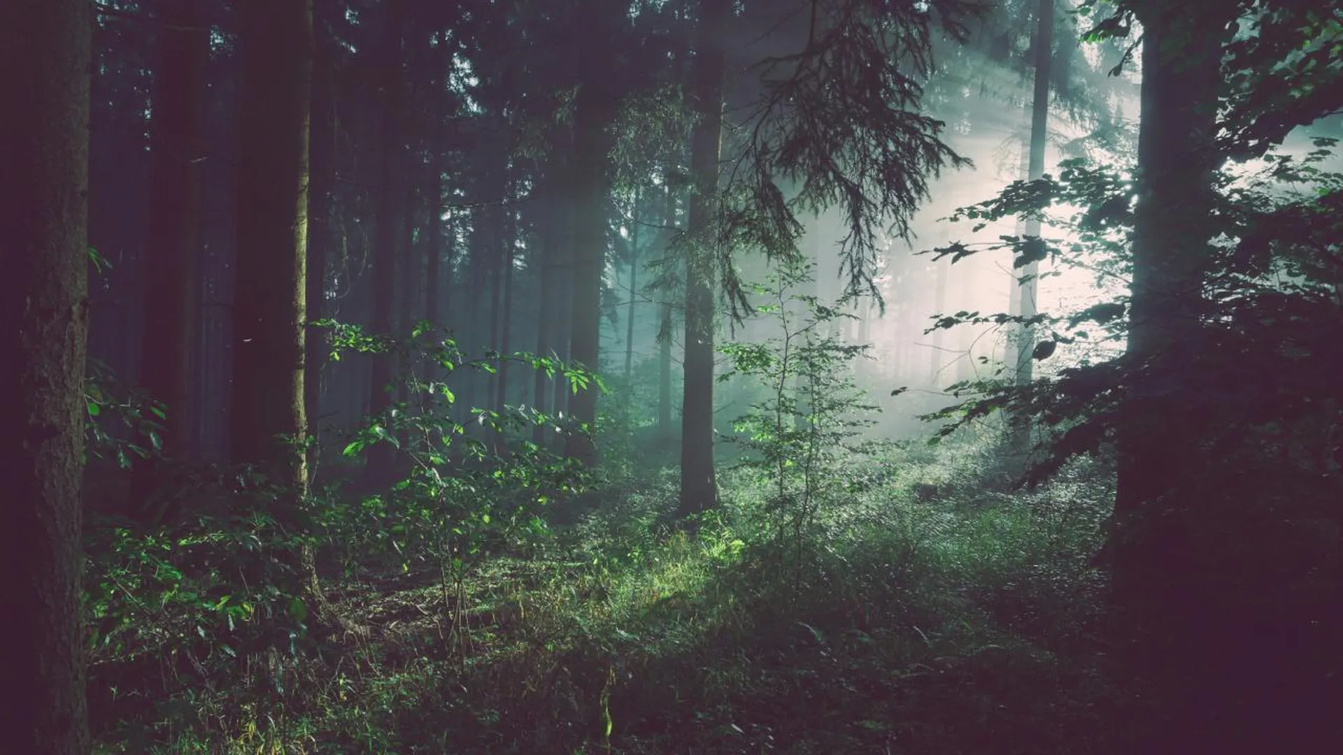 Тридцать три человека заблудились в лесах Подмосковья с начала года