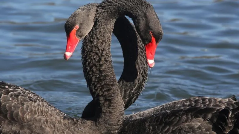 Берегите перья: как заботятся о лебедях и утках в парках Подмосковья 