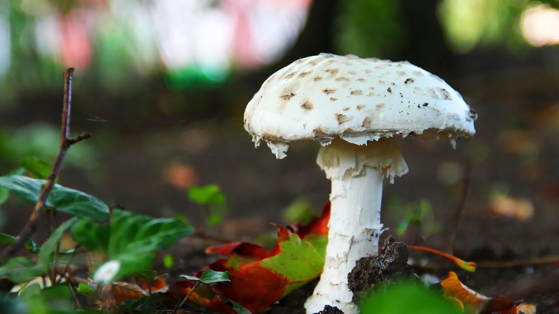 Осторожно, ложный опёнок: ежегодно около тысячи человек травятся грибами