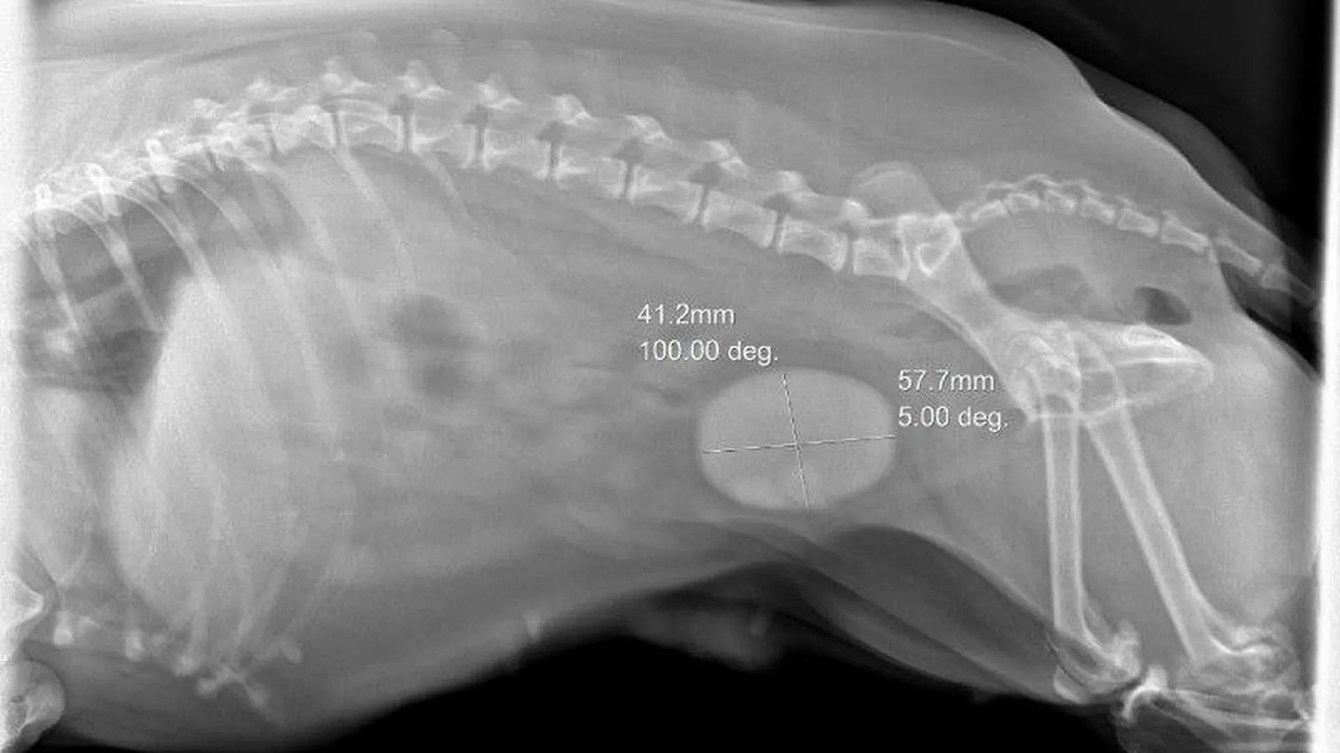 Подмосковные ветеринары извлекли из мочевого пузыря собаки камень размером 6х4 см