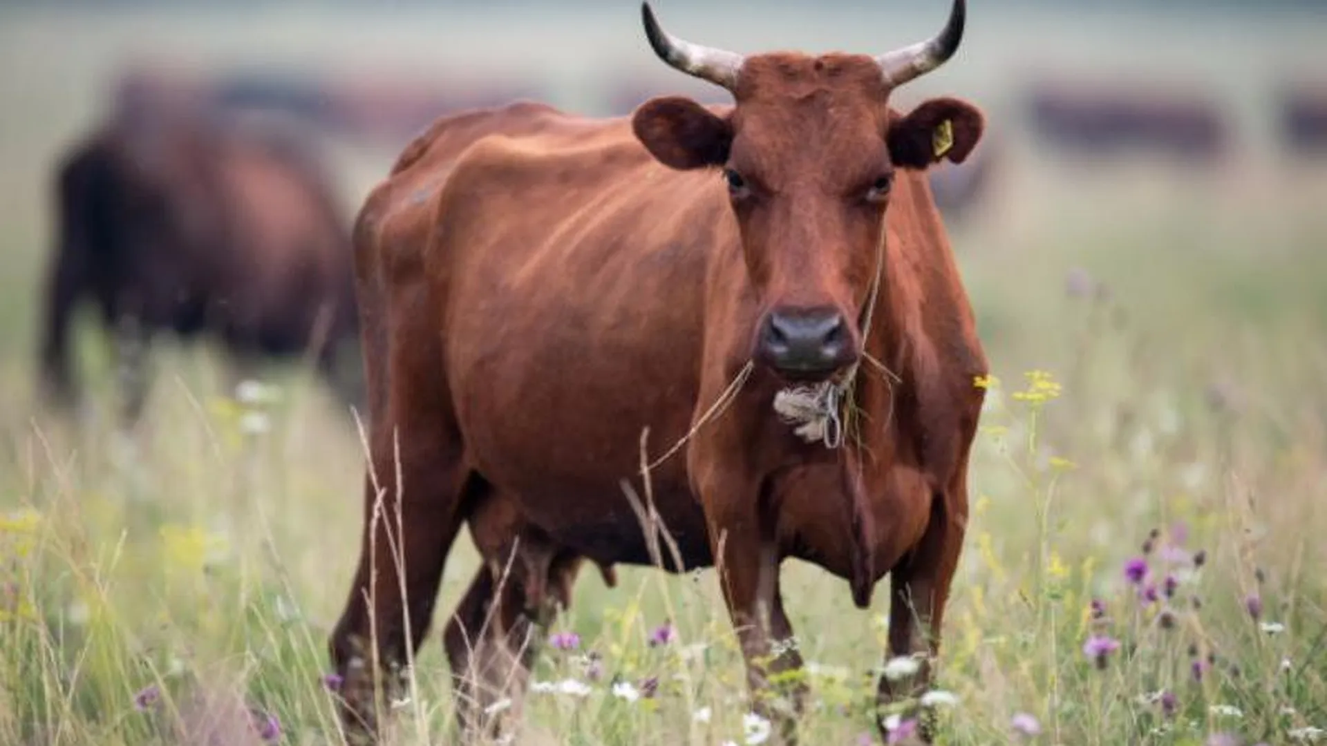 Недоенные коровы гибнут в Рузском районе из-за нехватки рабочих