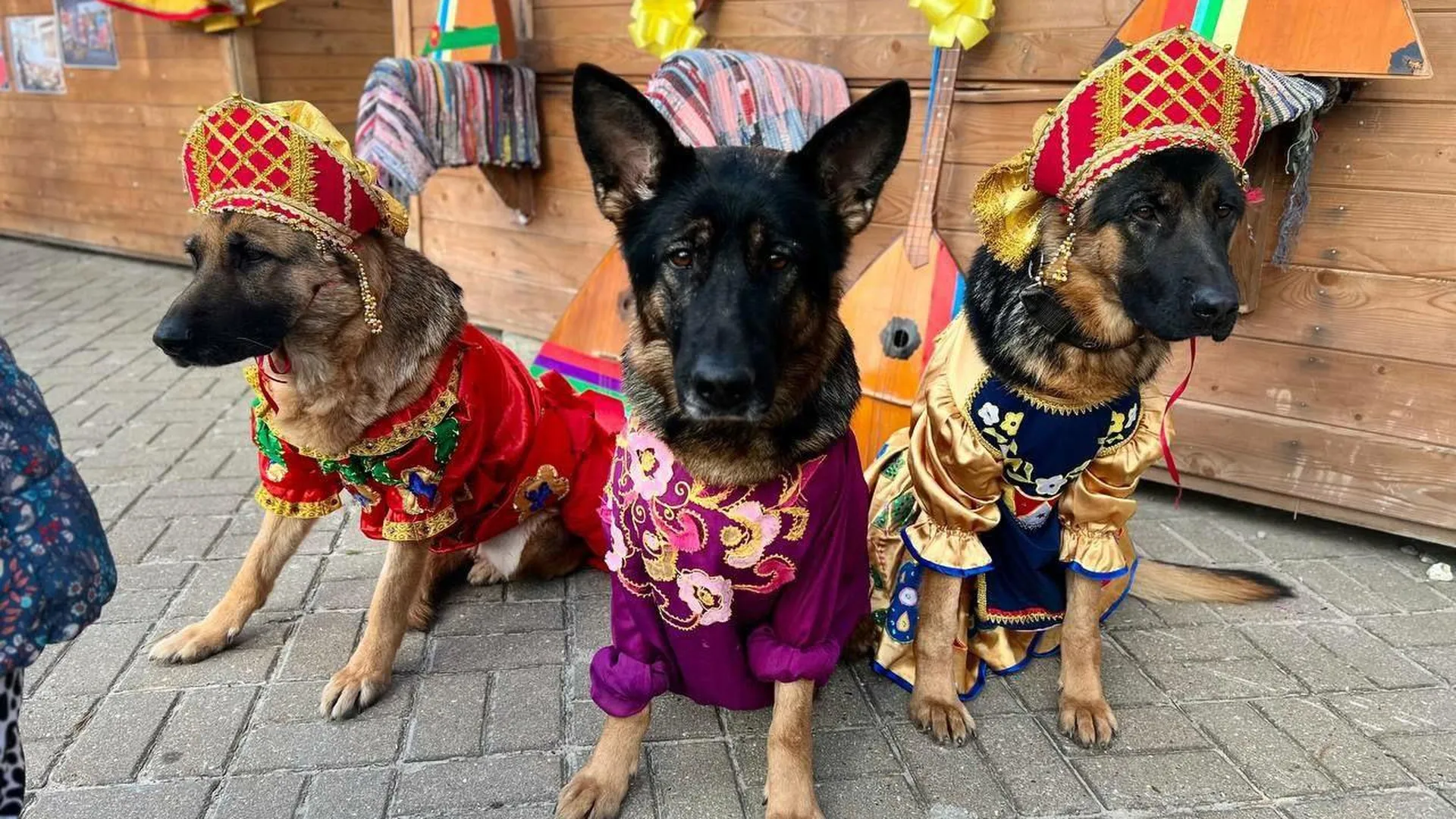 Нарядные собаки появились на праздновании Дня народного единства в Шатуре