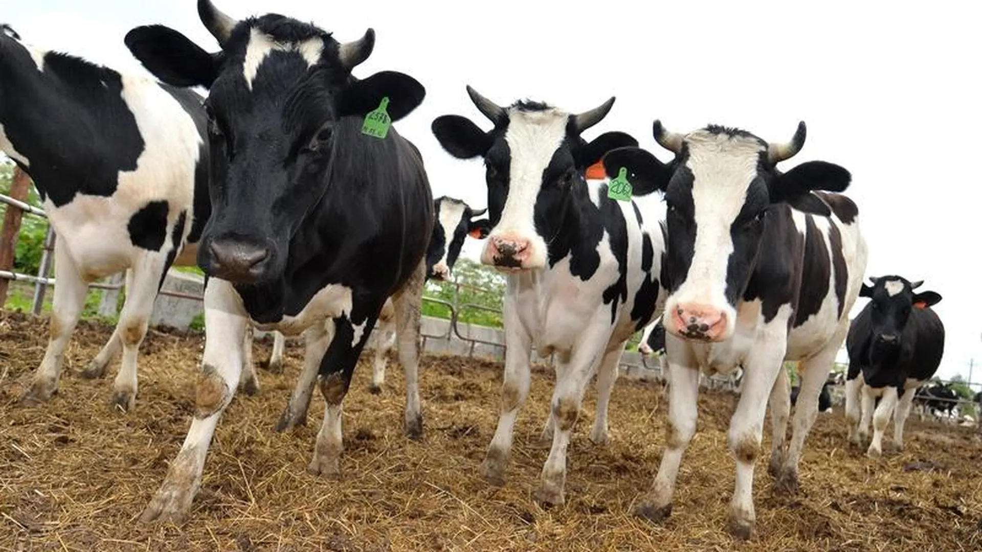Молоко вдвойне быстрей: как в Подмосковье повышают продуктивность коров