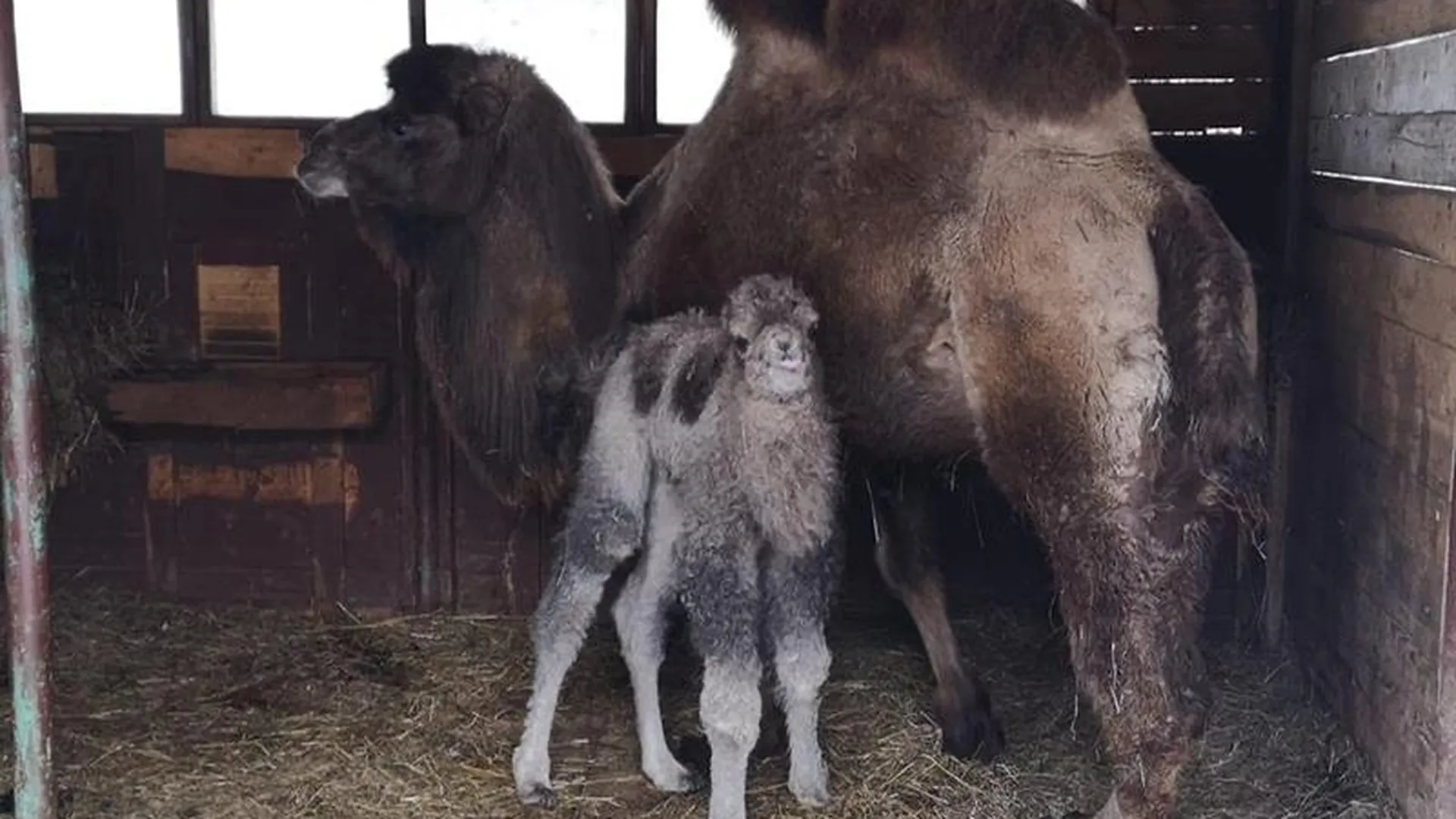 Детеныш двугорбого верблюда появился на свет в Дмитровском округе