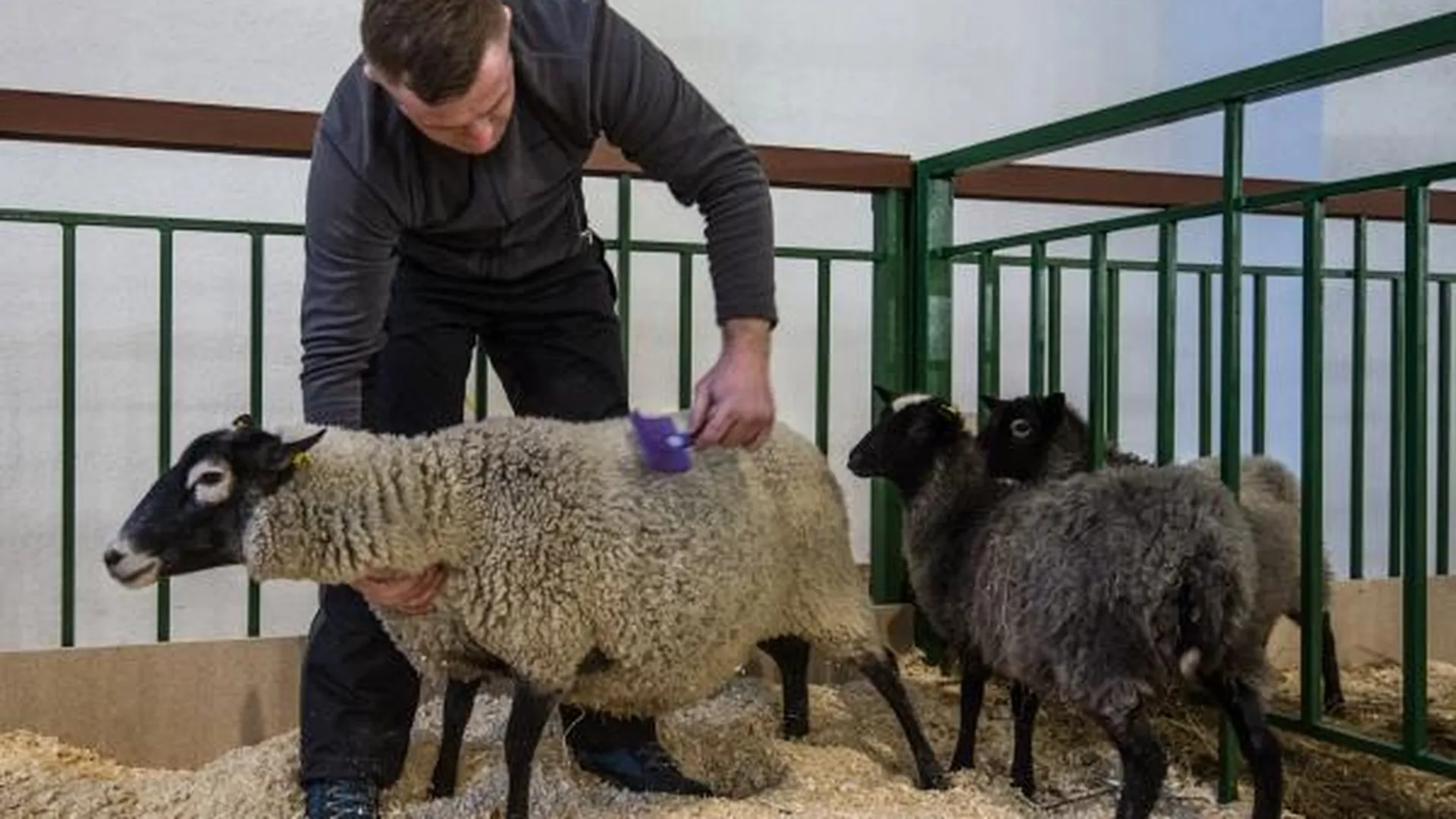В Иран отправят овец романовской породы из Шатуры