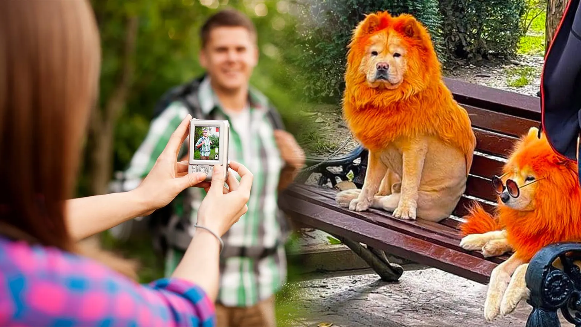 Туристы фотографируют крашеных псов