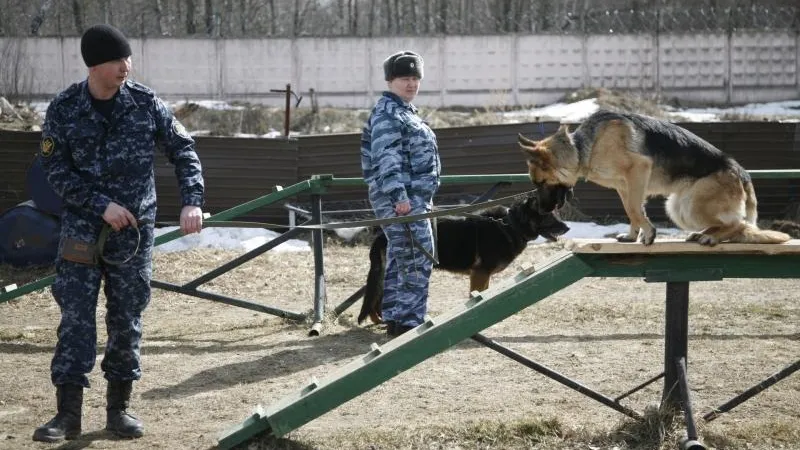 Комиссар Рекс не выдержит: как натаскивают служебных собак в Подмосковье 