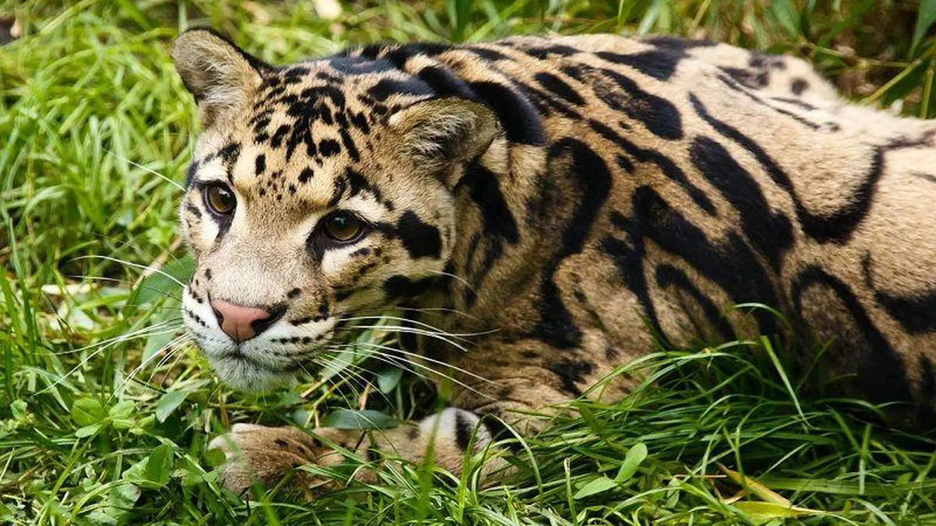 Две самки уникального леопарда осваиваются в зоопитомнике под Волоколамском